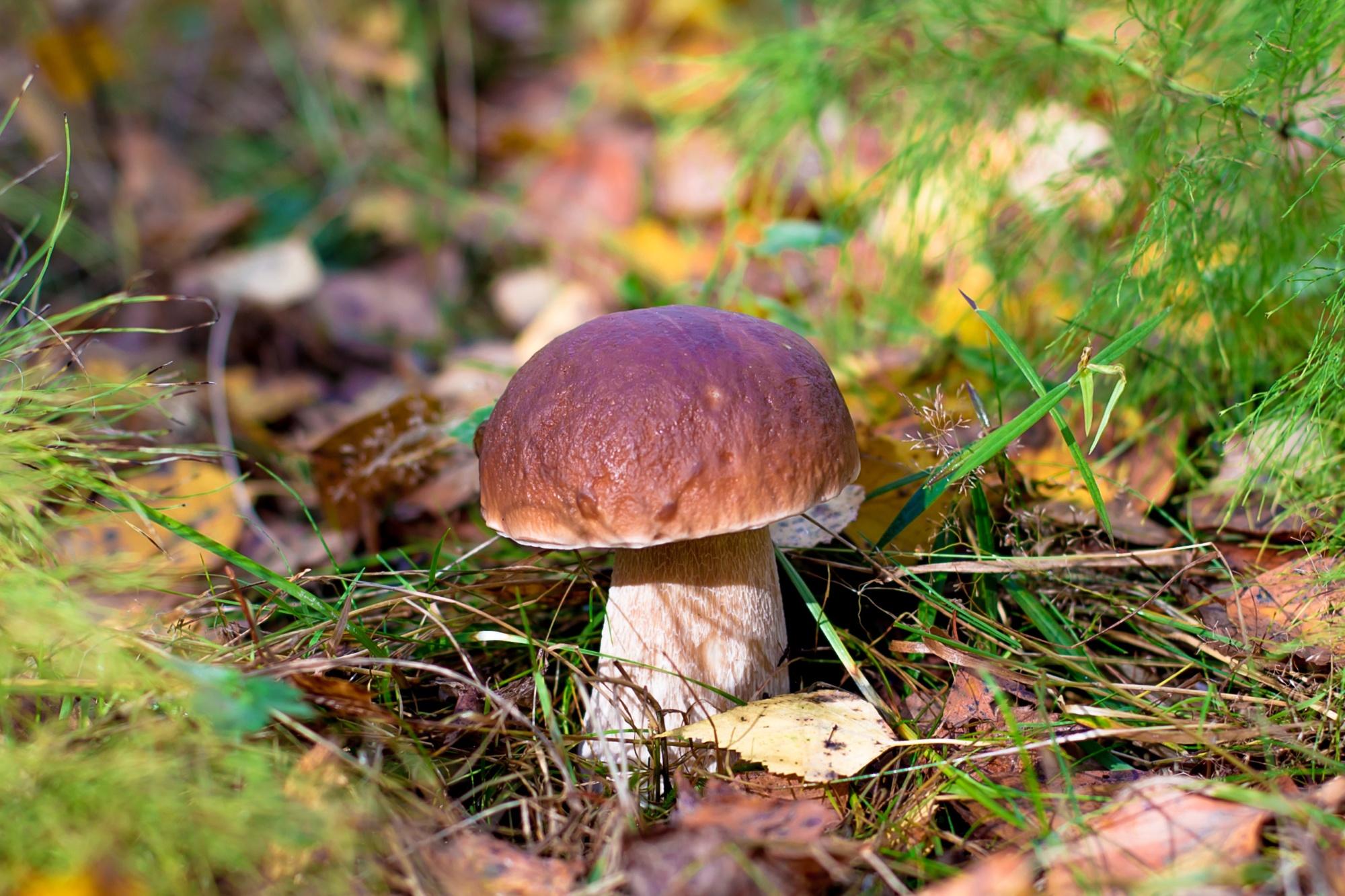 Free photo The most beautiful pictures white, boletus