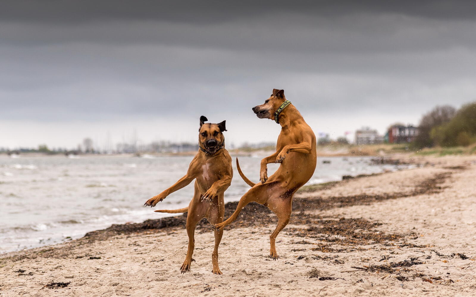 Обои собаки игра пляж на рабочий стол