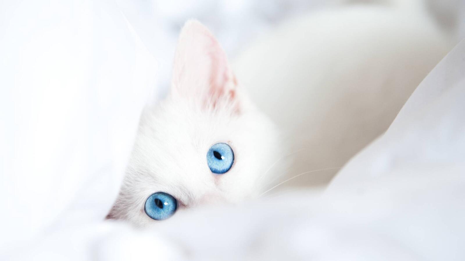 桌面上的壁纸白猫 碧眼 耳朵