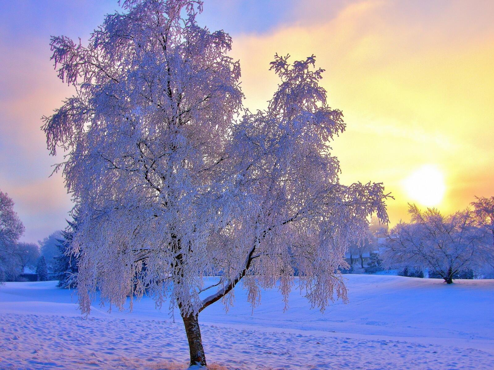 Обои пейзаж зима заснеженное дерево на рабочий стол
