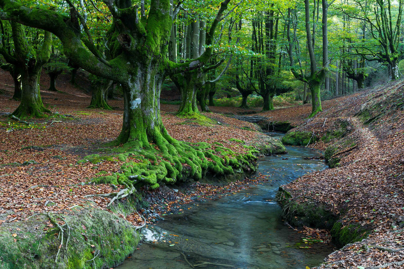 Wallpapers Spain small river trees on the desktop