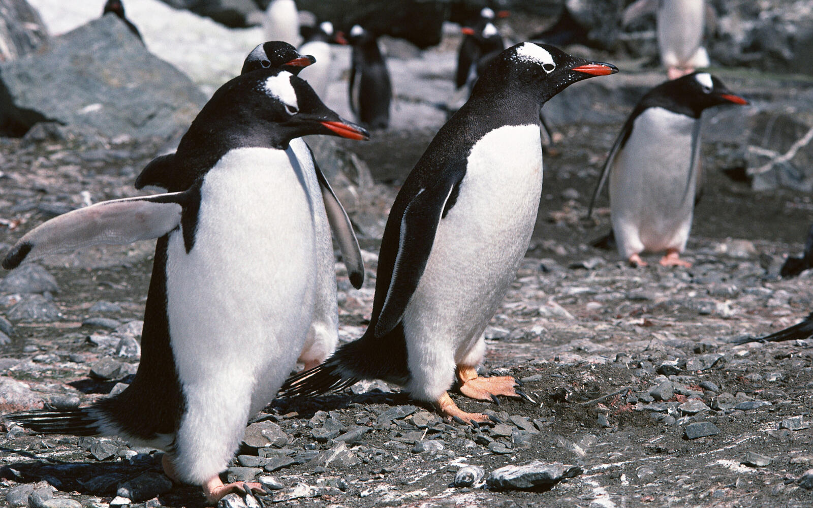 Wallpapers penguins flock beaks on the desktop