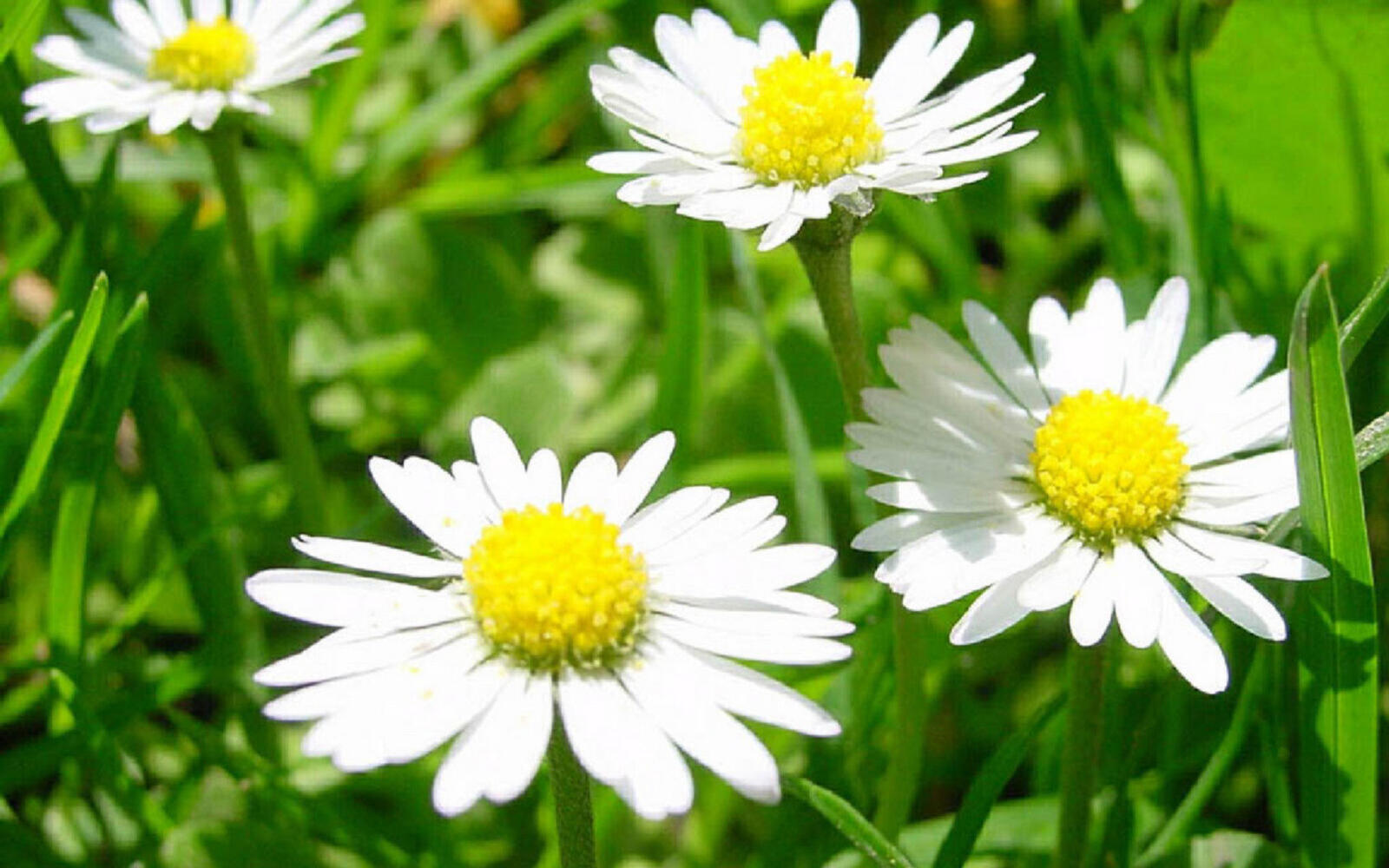 Wallpapers stems daisies grass on the desktop