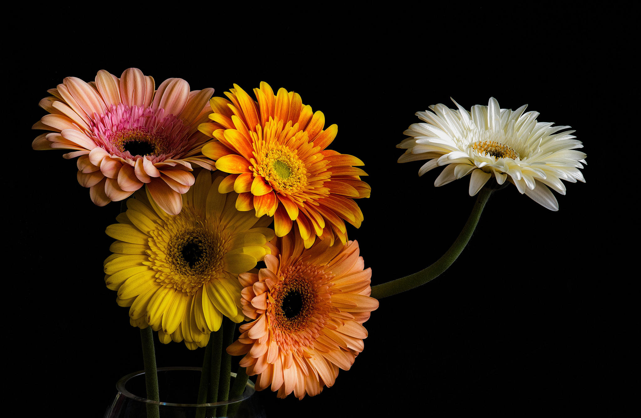 Photo free gerbera, flora, bouquet