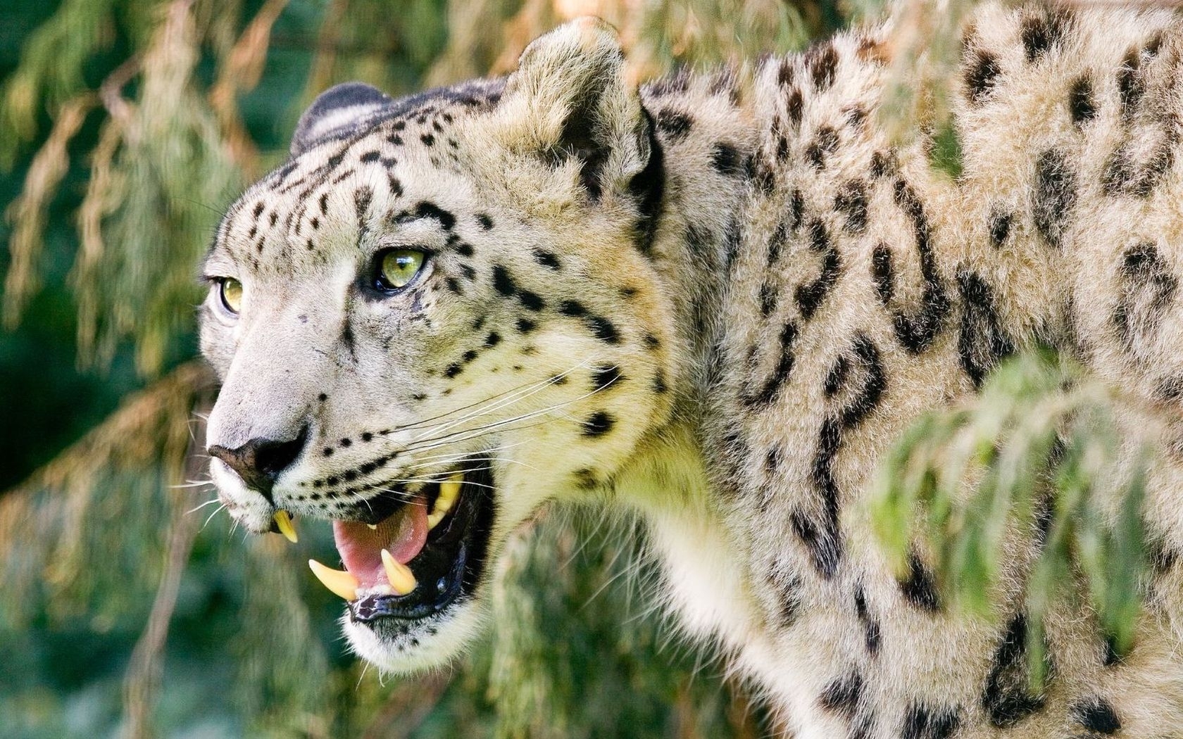Wallpapers snow leopard muzzle grin on the desktop