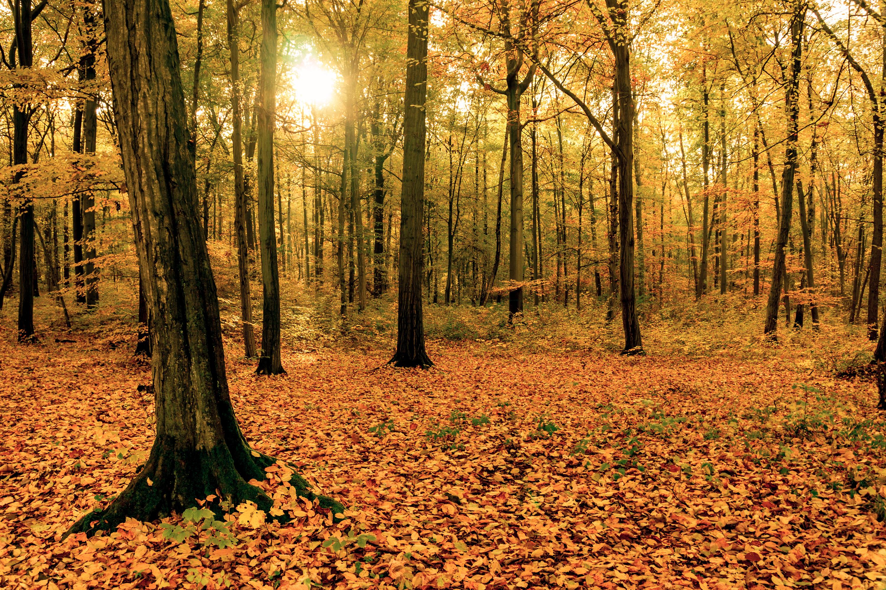 Фото бесплатно осенний лес, лес, желтая листва