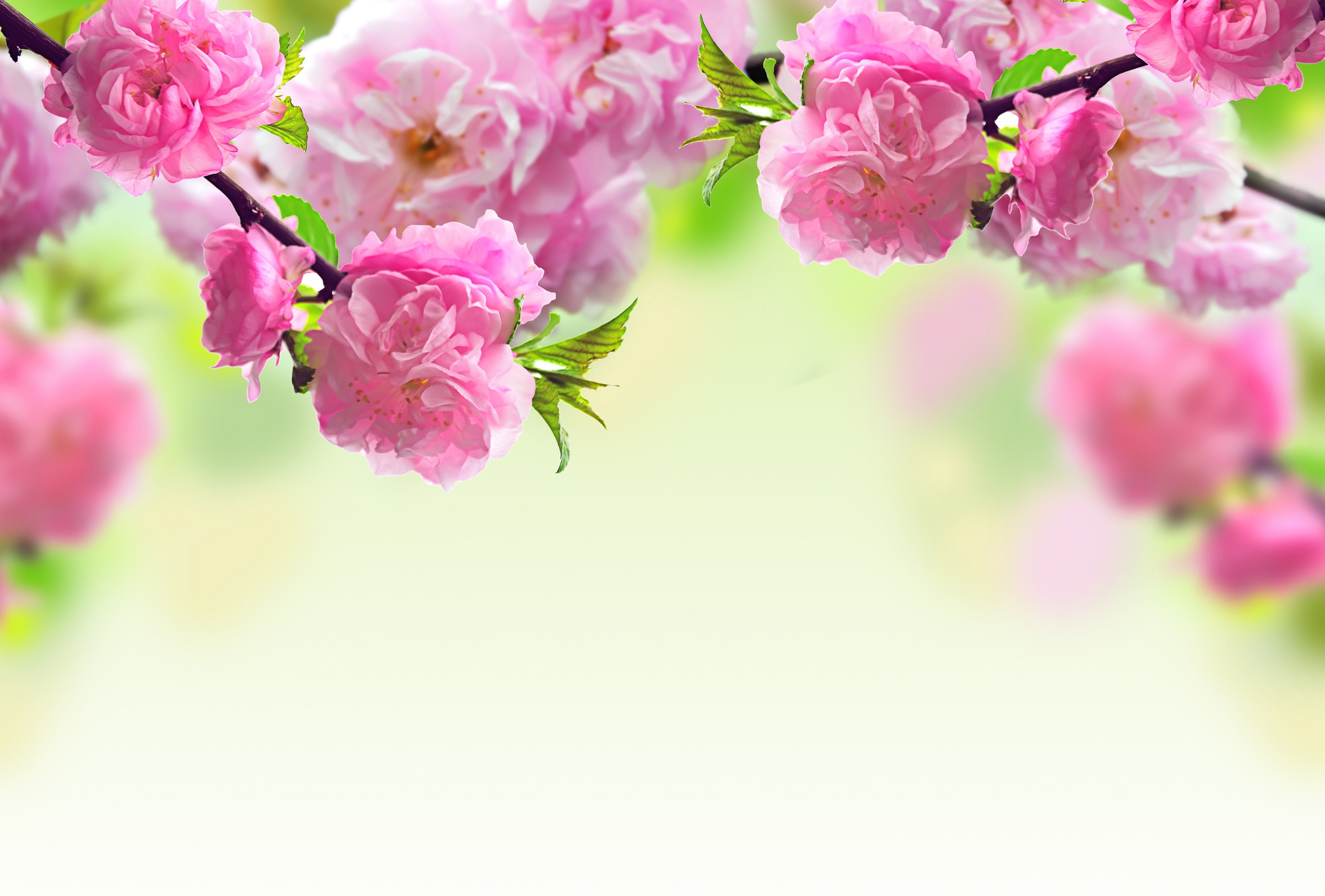 Обои цветы вишня в цвету цветение на рабочий стол
