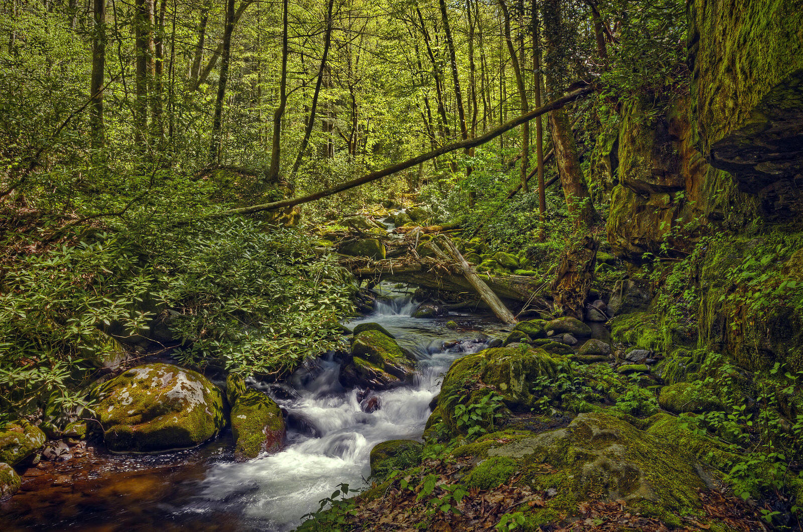 Обои Great Smoky Mountains National Park штат Теннесси лес на рабочий стол