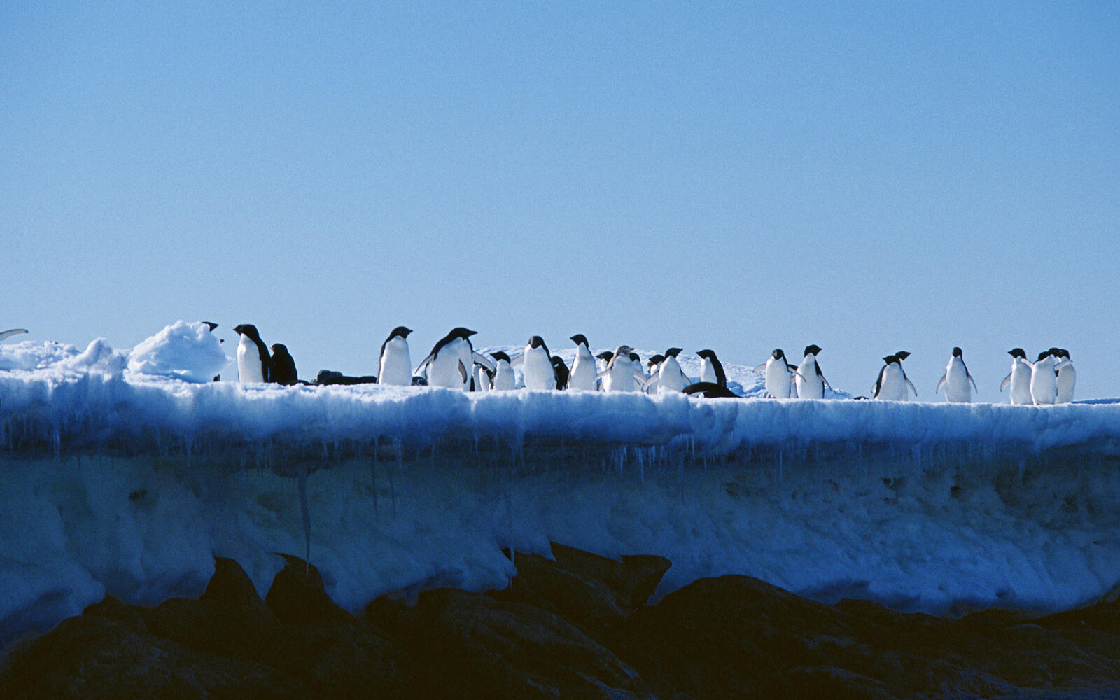 Wallpapers penguins flock snow on the desktop