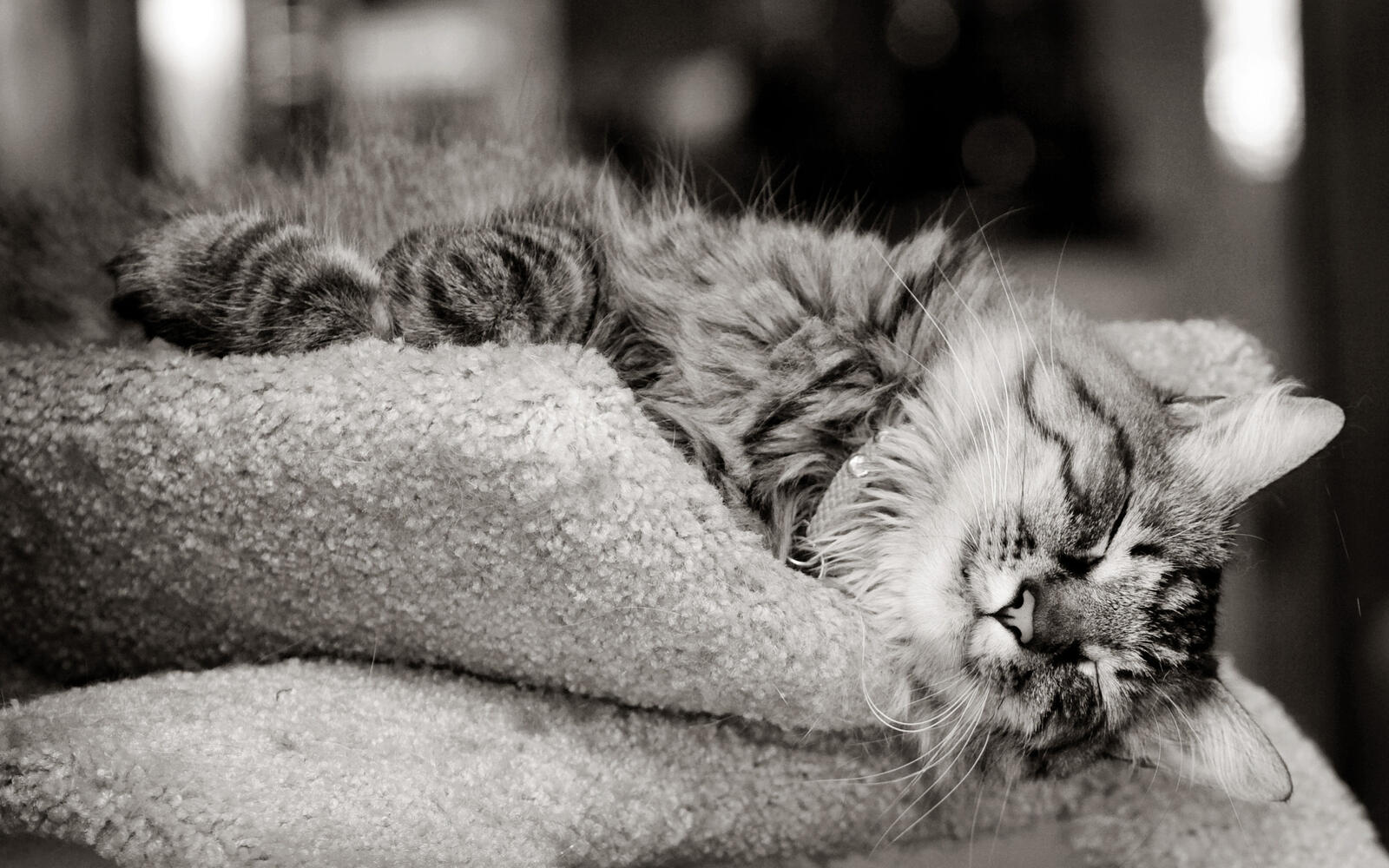 Обои кот спит одеяло на рабочий стол