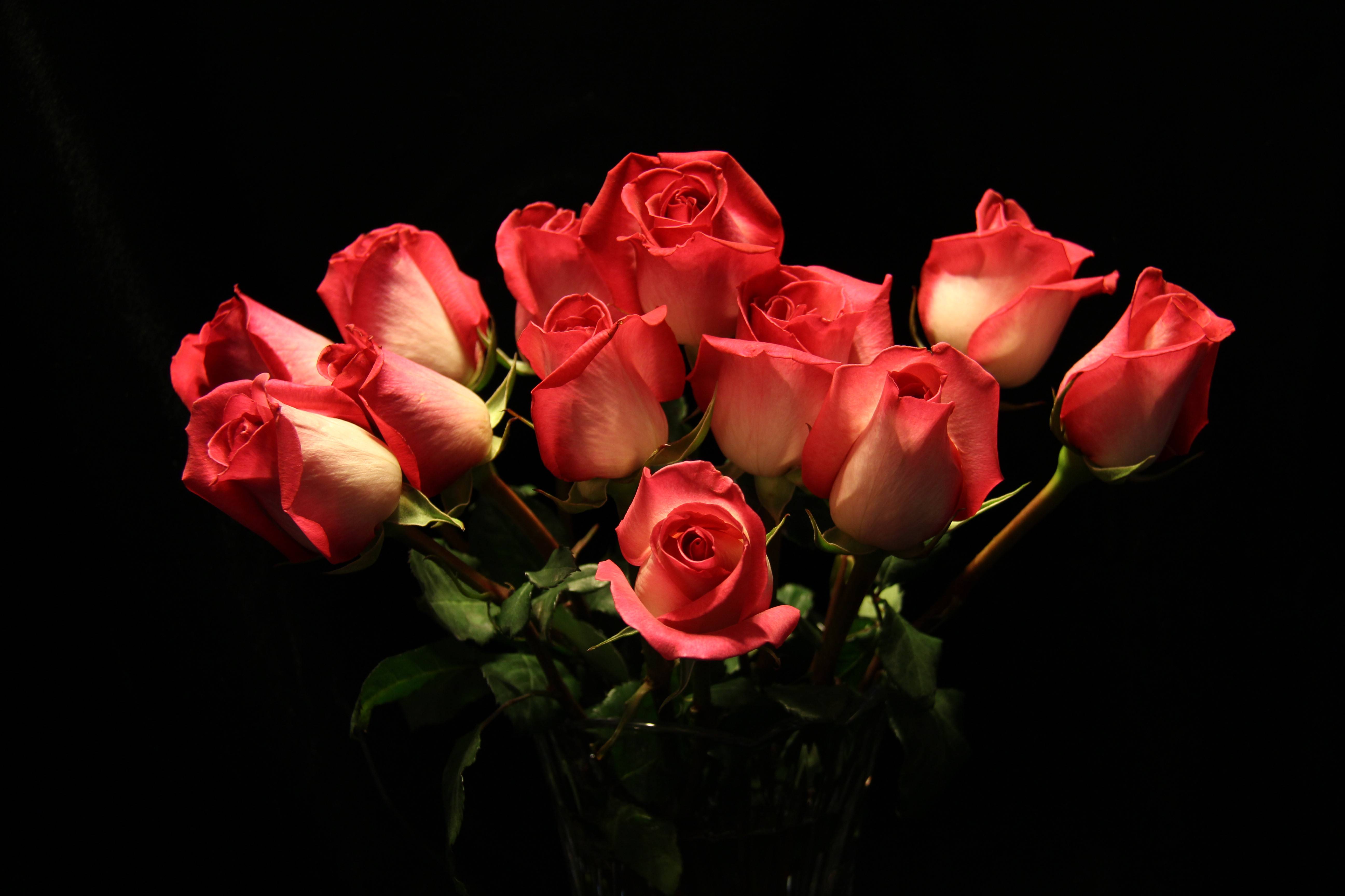 Фото флора черный фон букет роз - бесплатные картинки на Fonwall