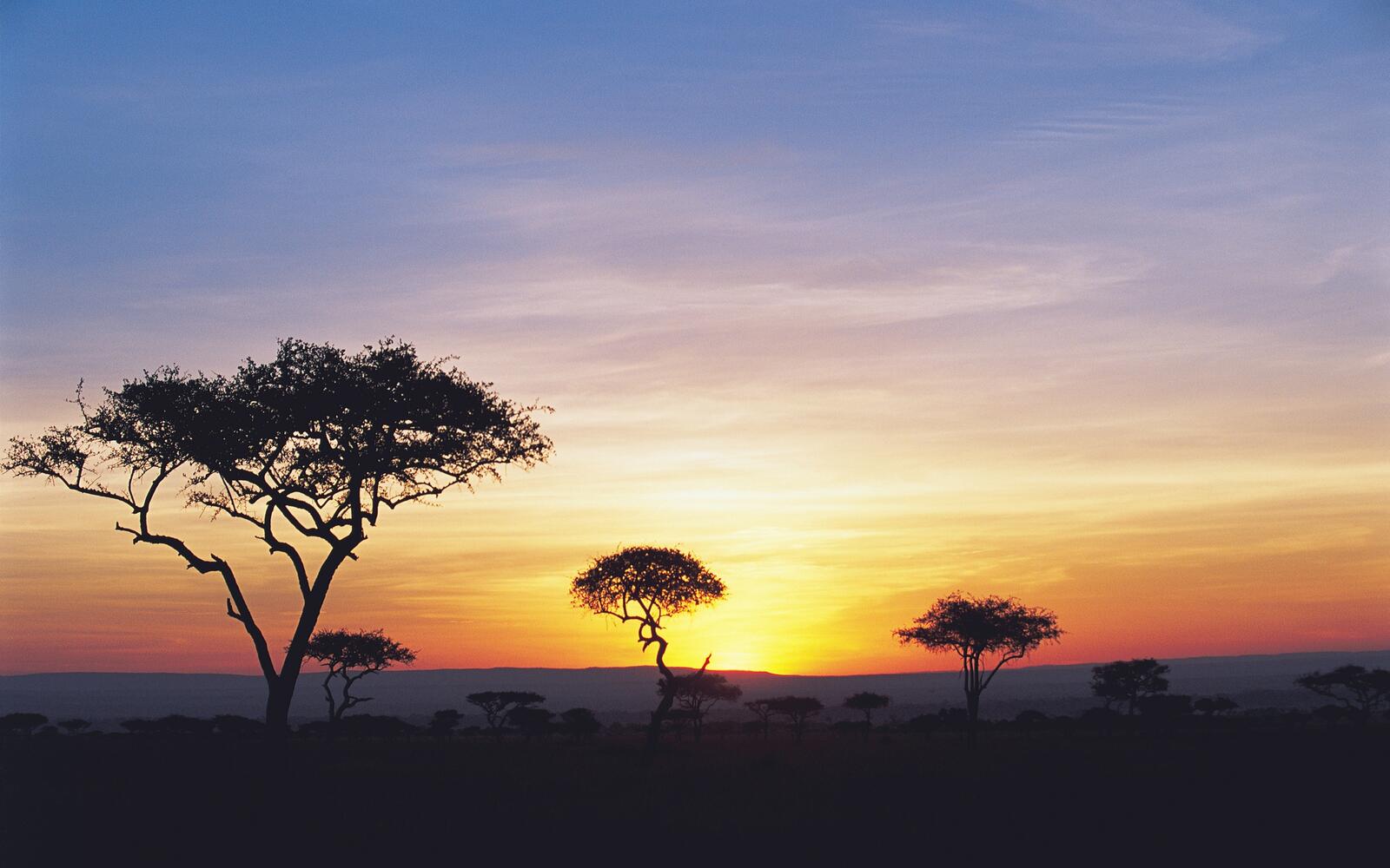 Wallpapers Africa trees evening on the desktop