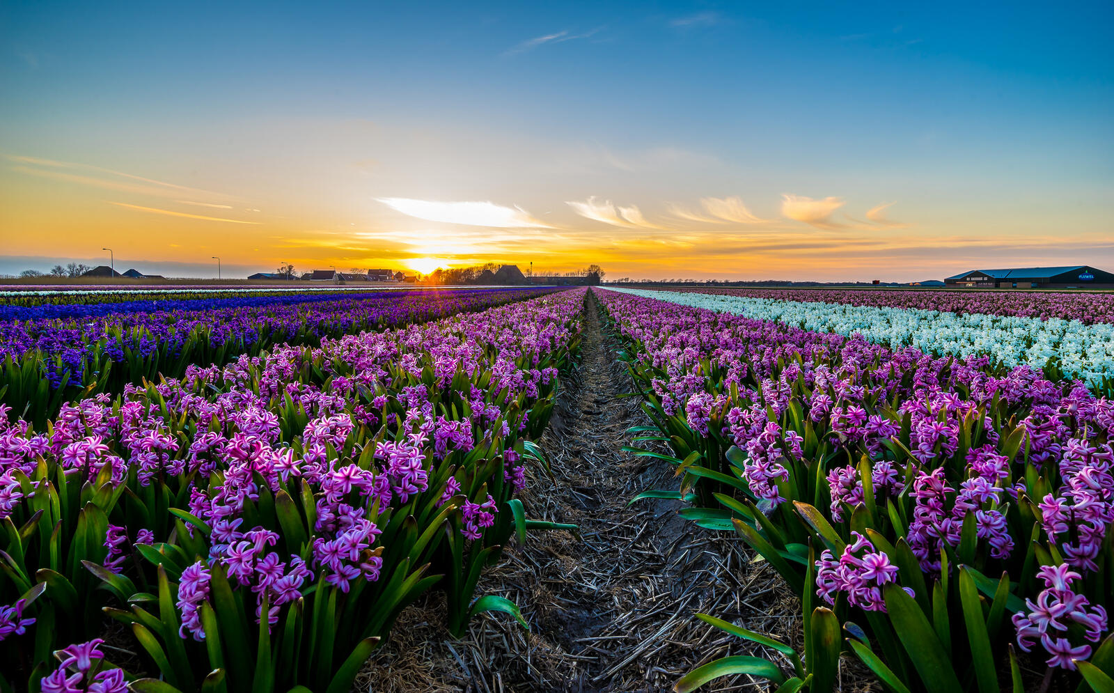 Wallpapers hyacinths landscape field on the desktop