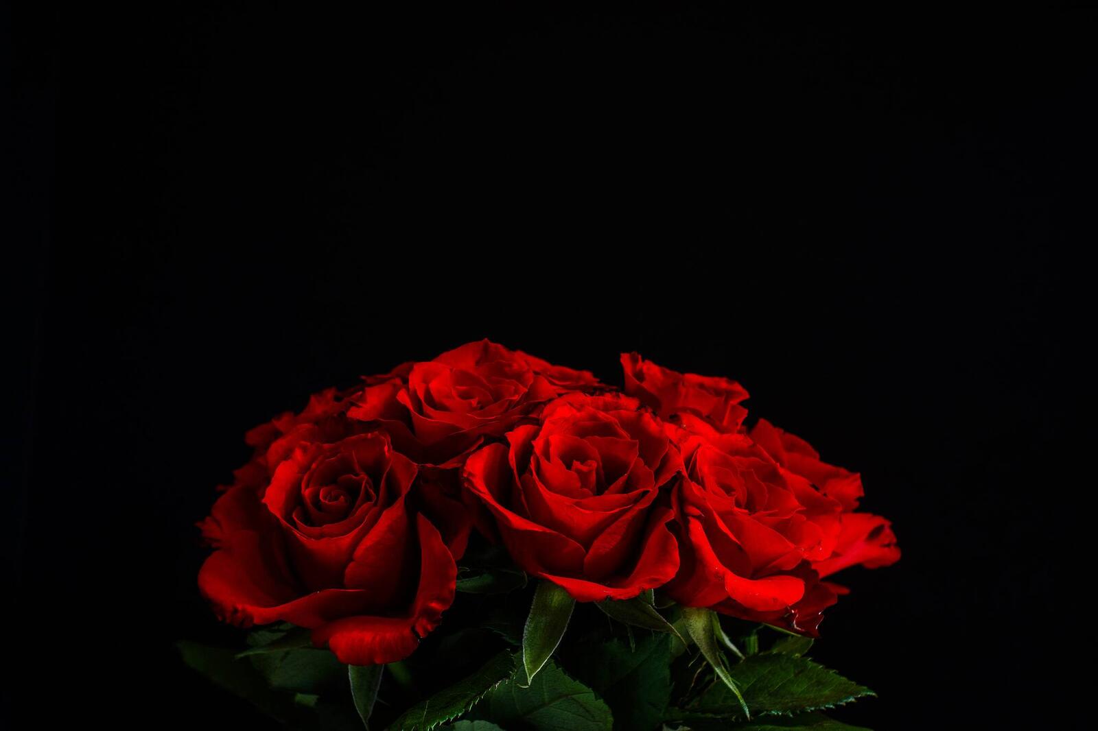 Обои флора роза букет роз на рабочий стол