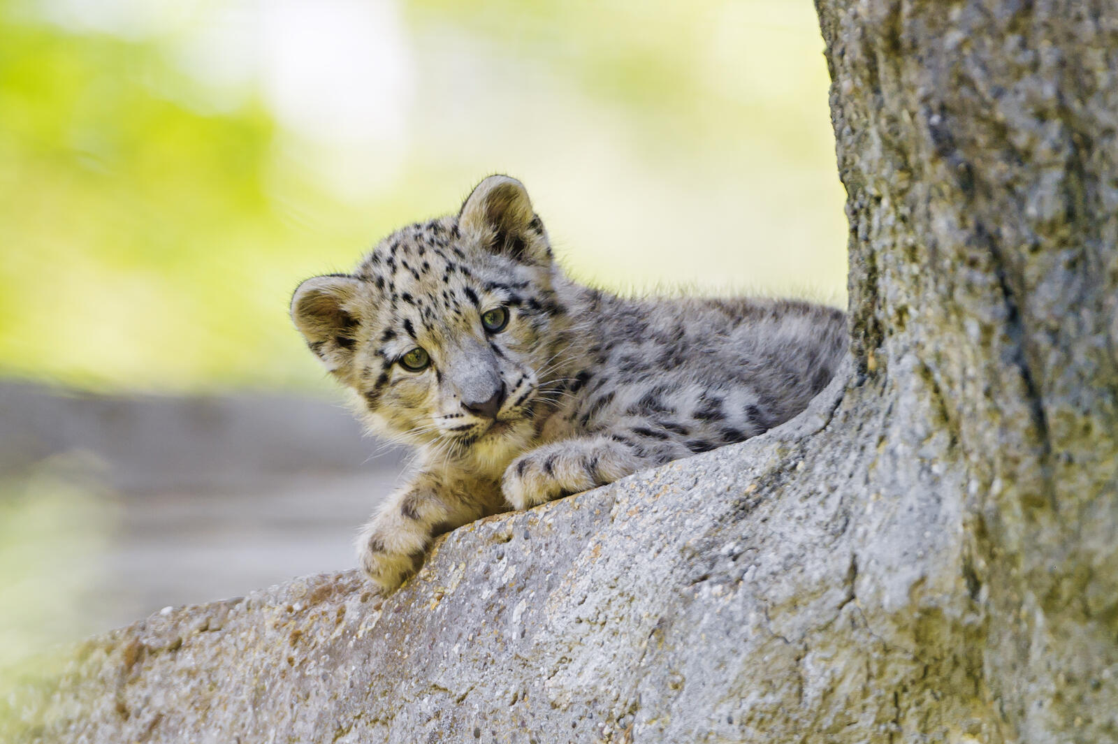 Wallpapers Snow leopard predator kitten on the desktop