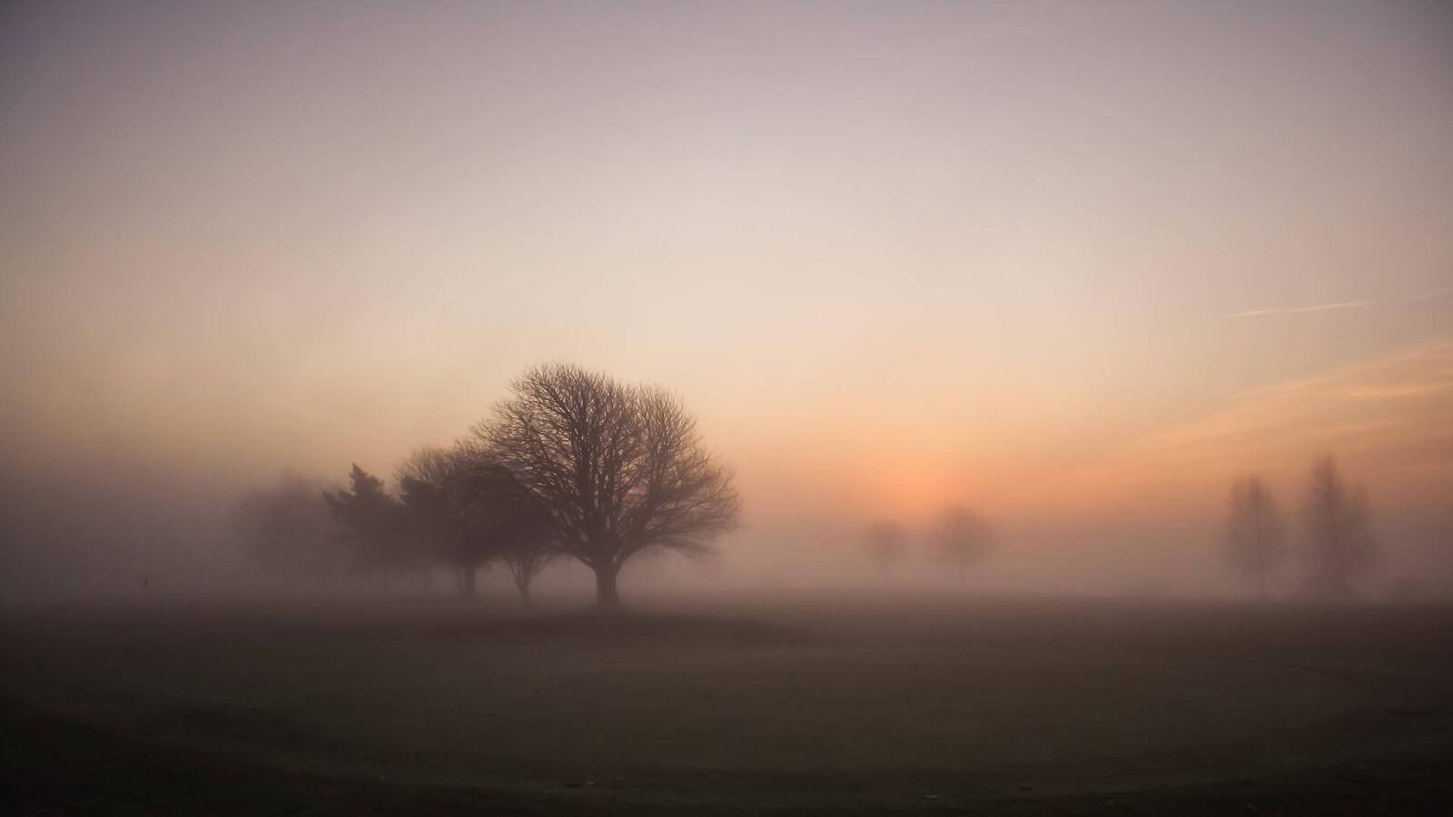 Обои туман в поле деревья трава на рабочий стол