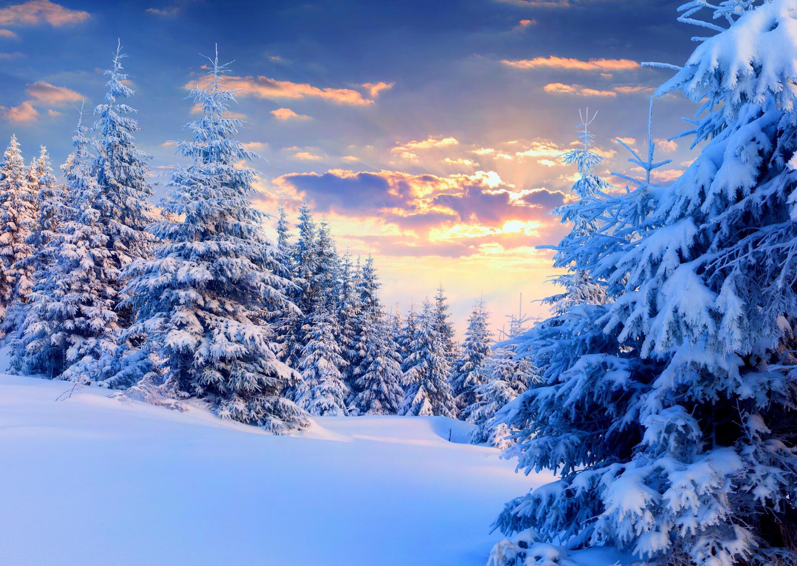 Wallpapers sunset winter fir trees on the desktop