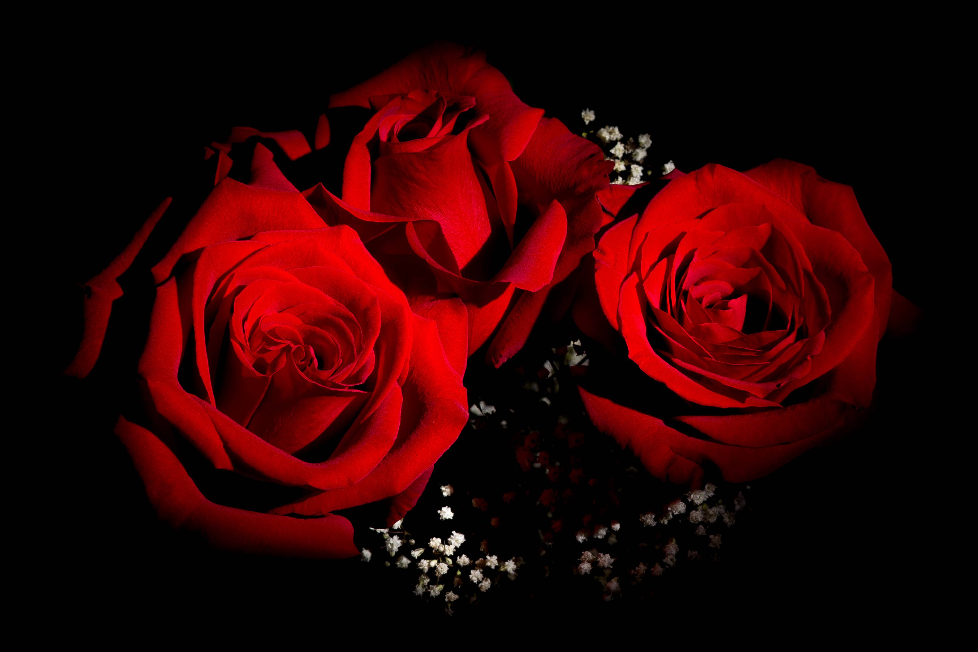 桌面上的壁纸植物群 花 红玫瑰花束