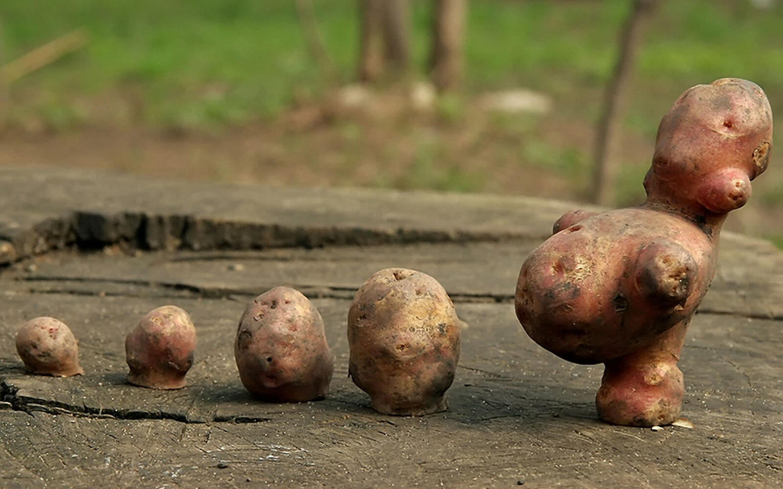Wallpapers potato tubers in a row on the desktop