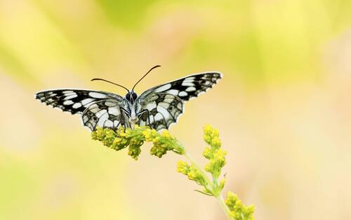 Photo of a butterfly, a blade of grass watch free
