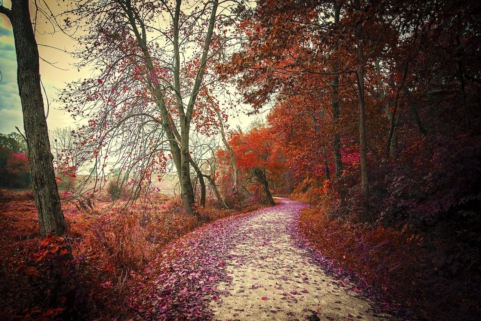 Wallpapers road through the forest fallen leaves road on the desktop