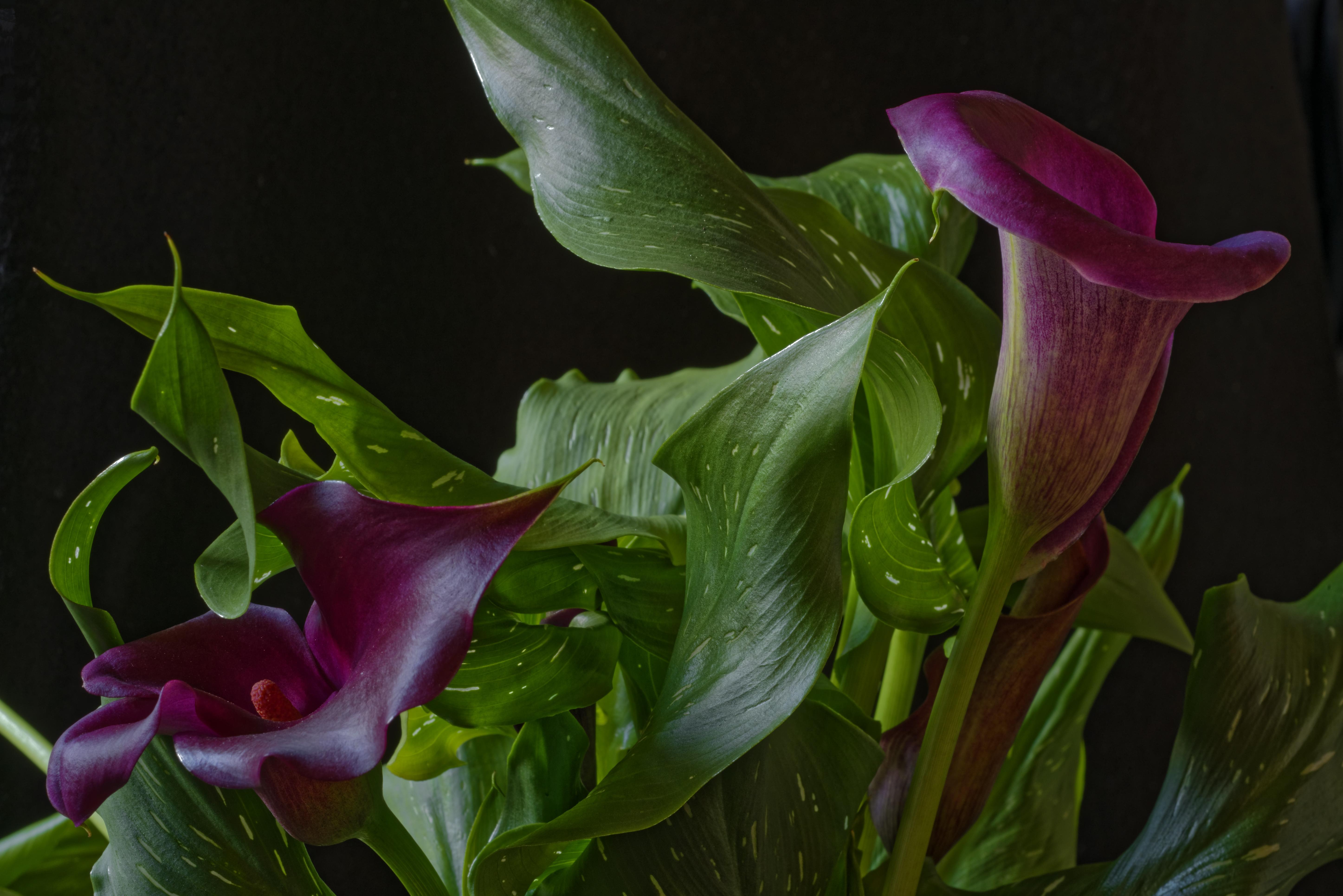 桌面上的壁纸植物群 花 紫色马蹄莲