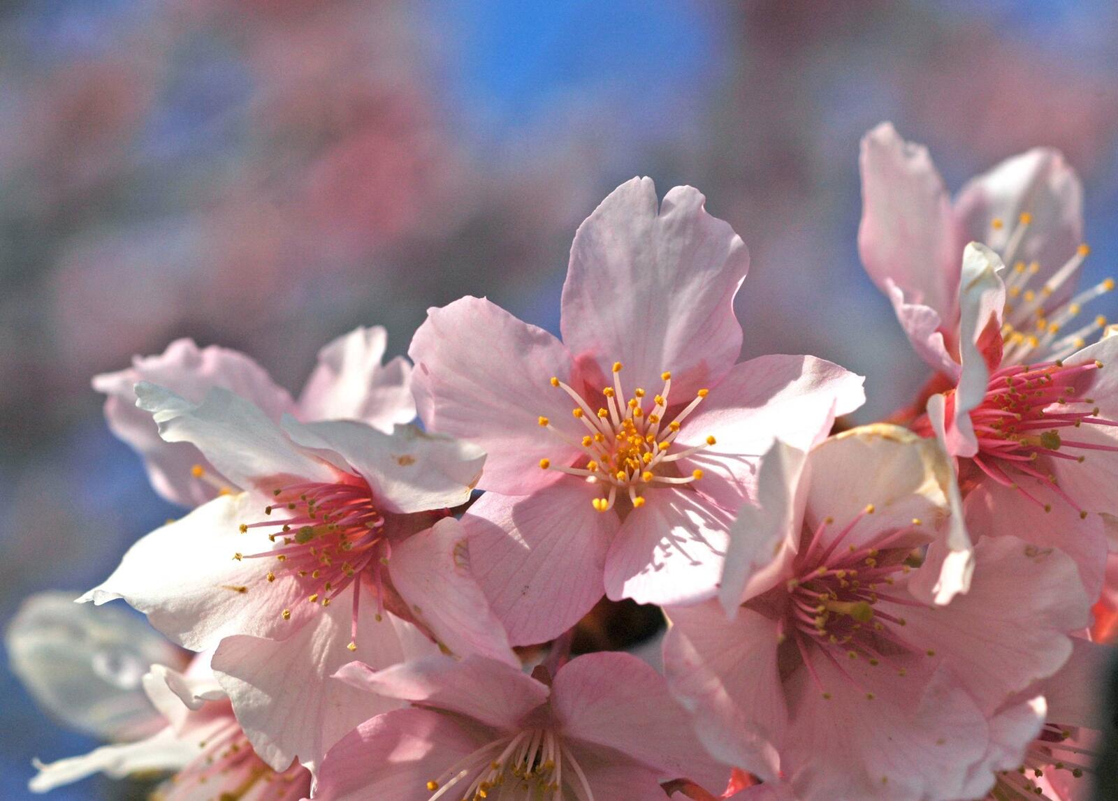 Обои весна маленькие цветы флора на рабочий стол
