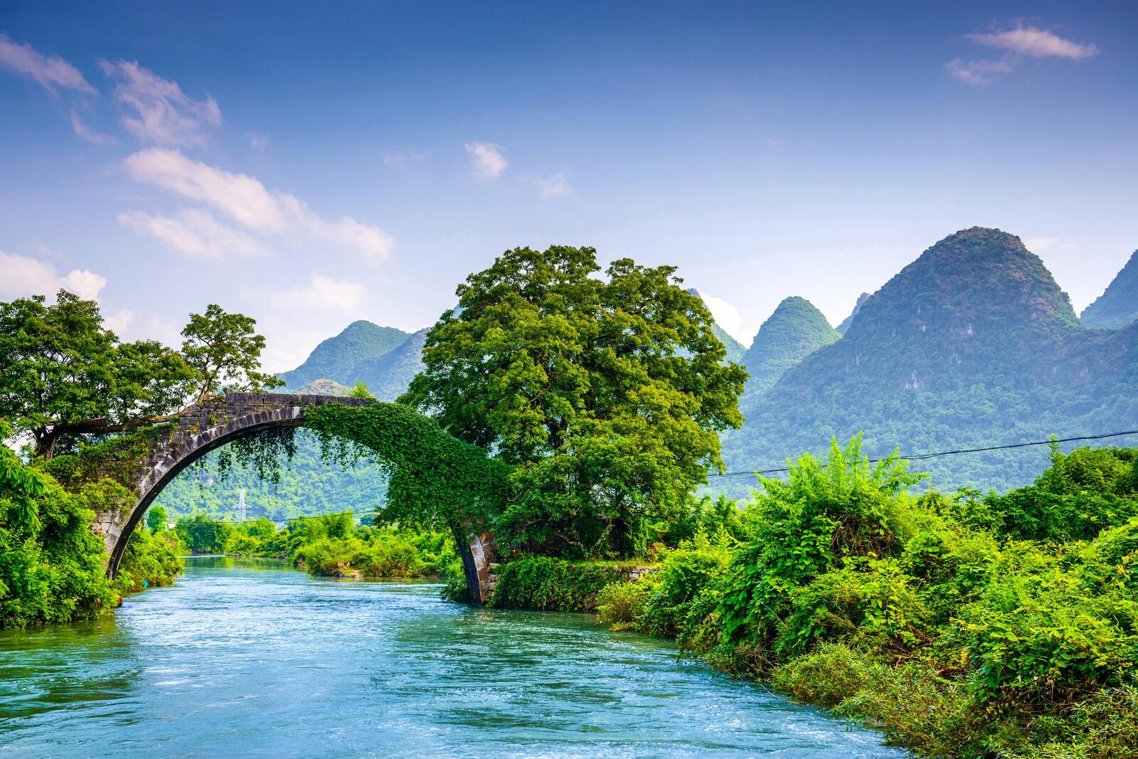 Wallpapers arched bridge greenery river on the desktop