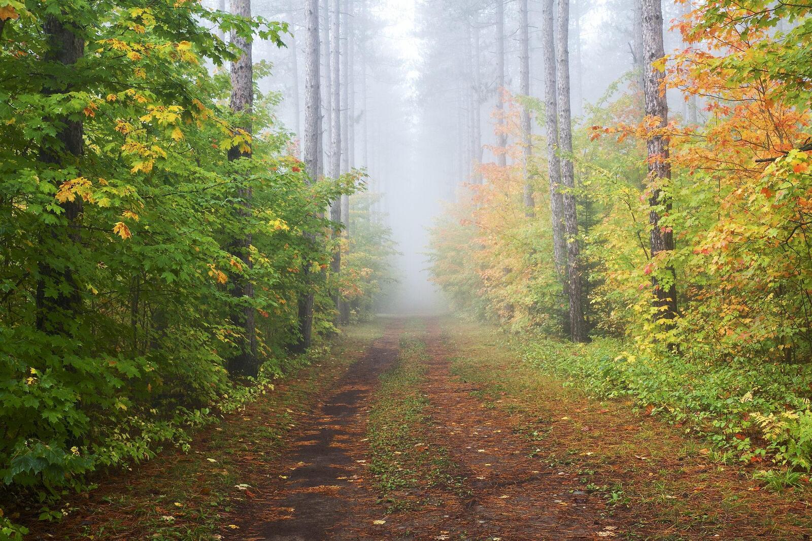 Wallpapers dirt road autumn forest nature on the desktop