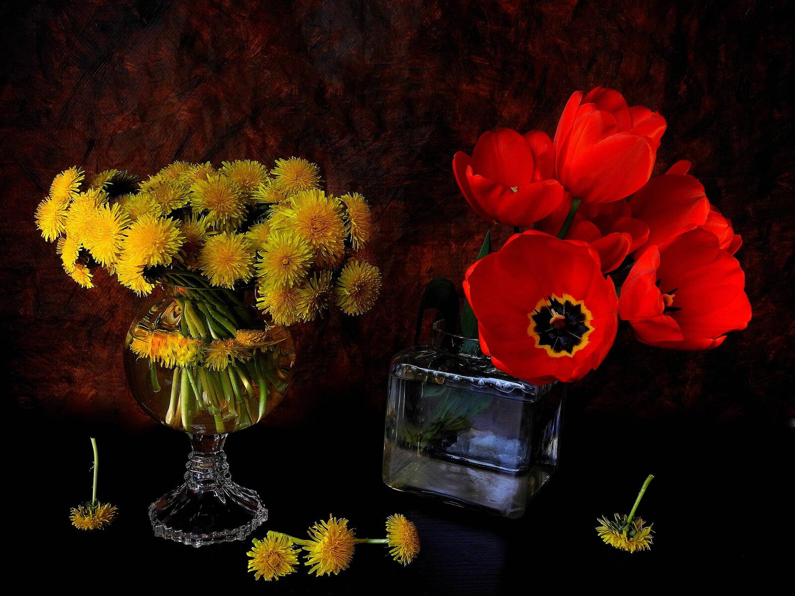 Обои одуванчики тюльпаны цветы на рабочий стол