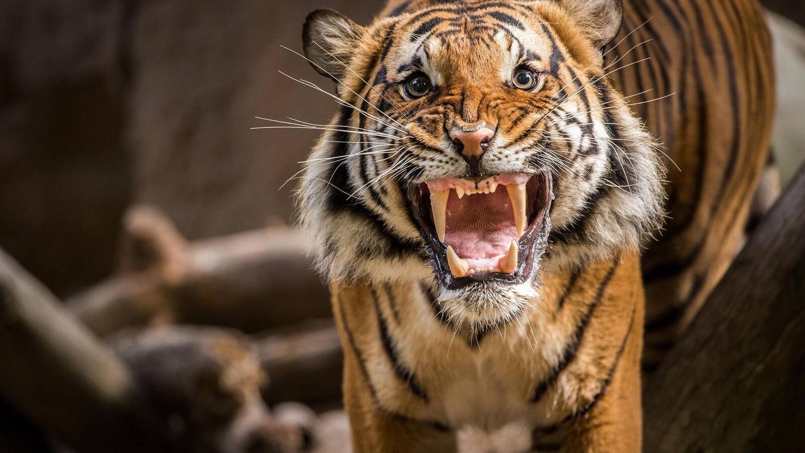 Wallpapers tiger fangs anger on the desktop