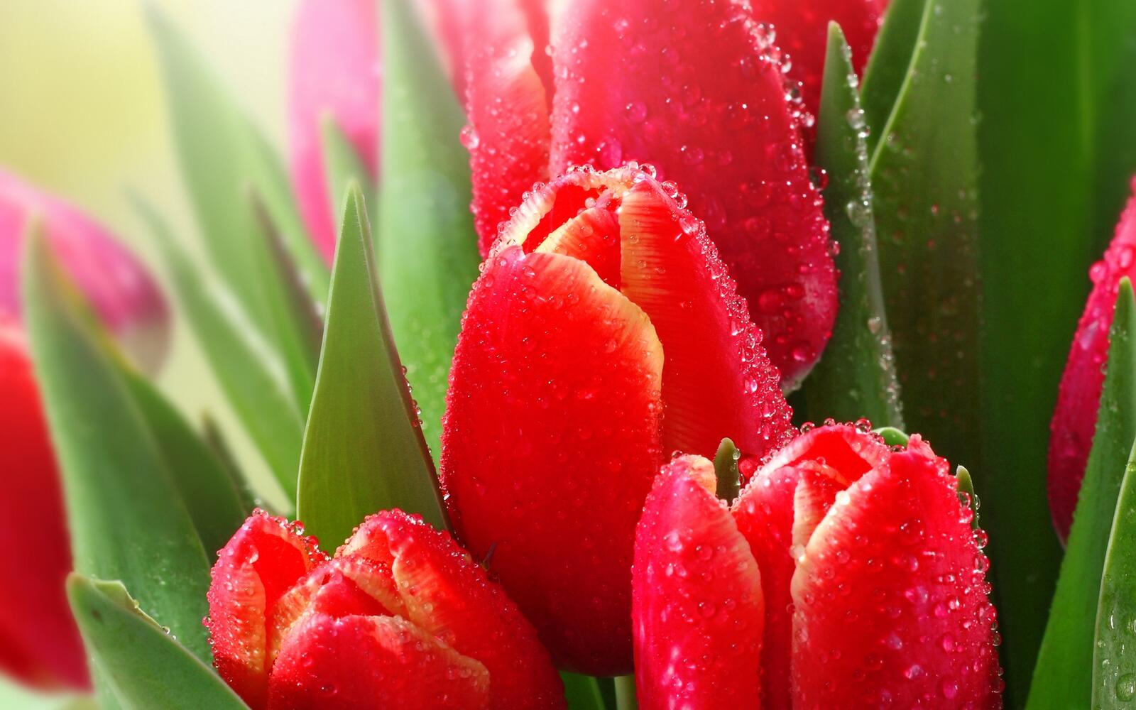 Wallpapers tulips red buds on the desktop
