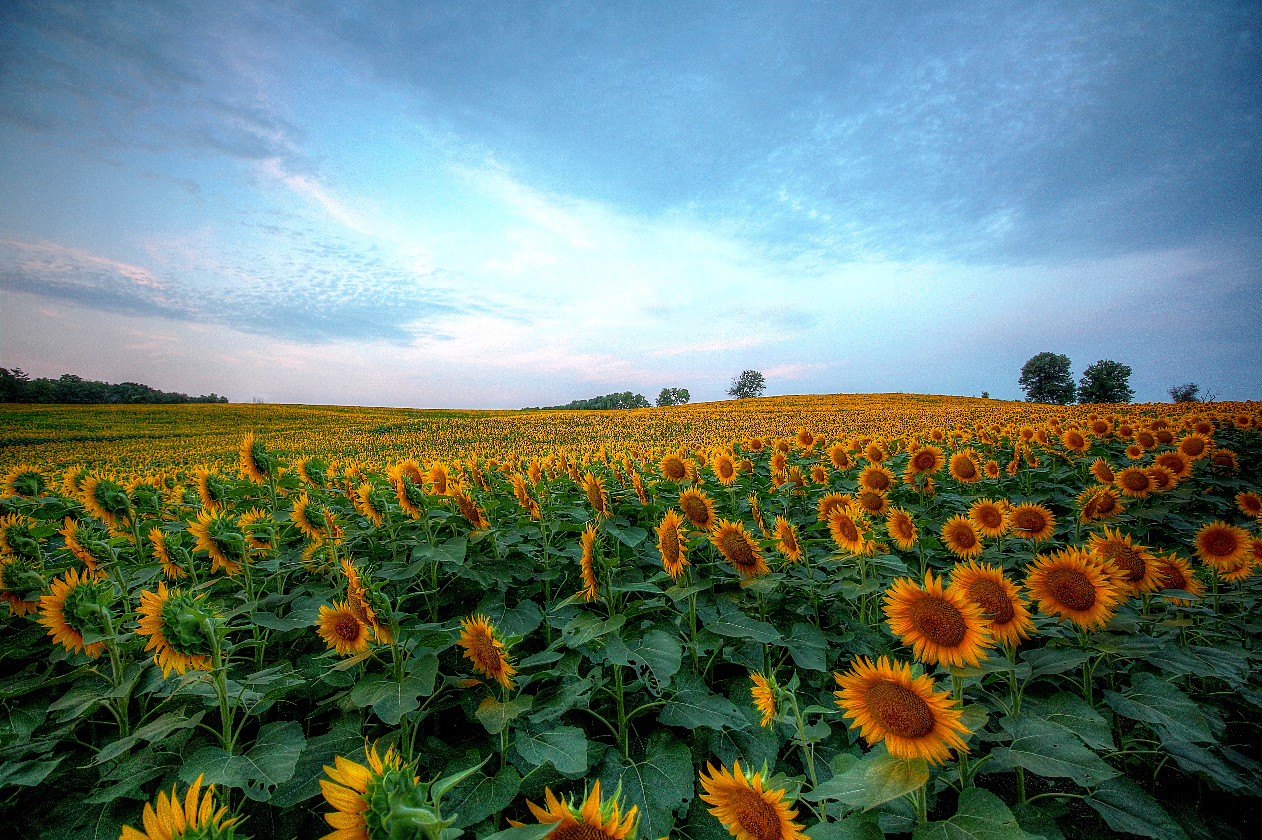 Wallpapers landscape field sunflower field on the desktop