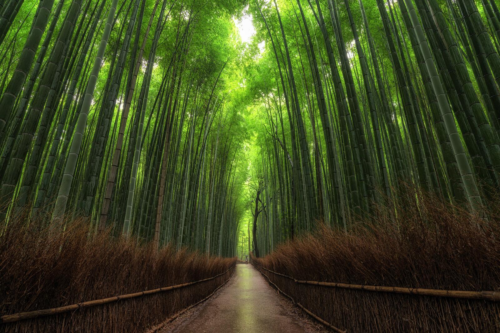 Обои бамбук бамбуковый лес дорога на рабочий стол