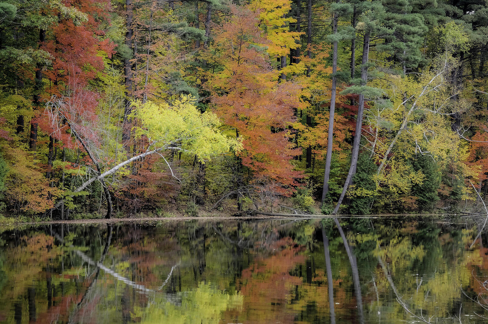 桌面上的壁纸林中湖 秋林 秋季