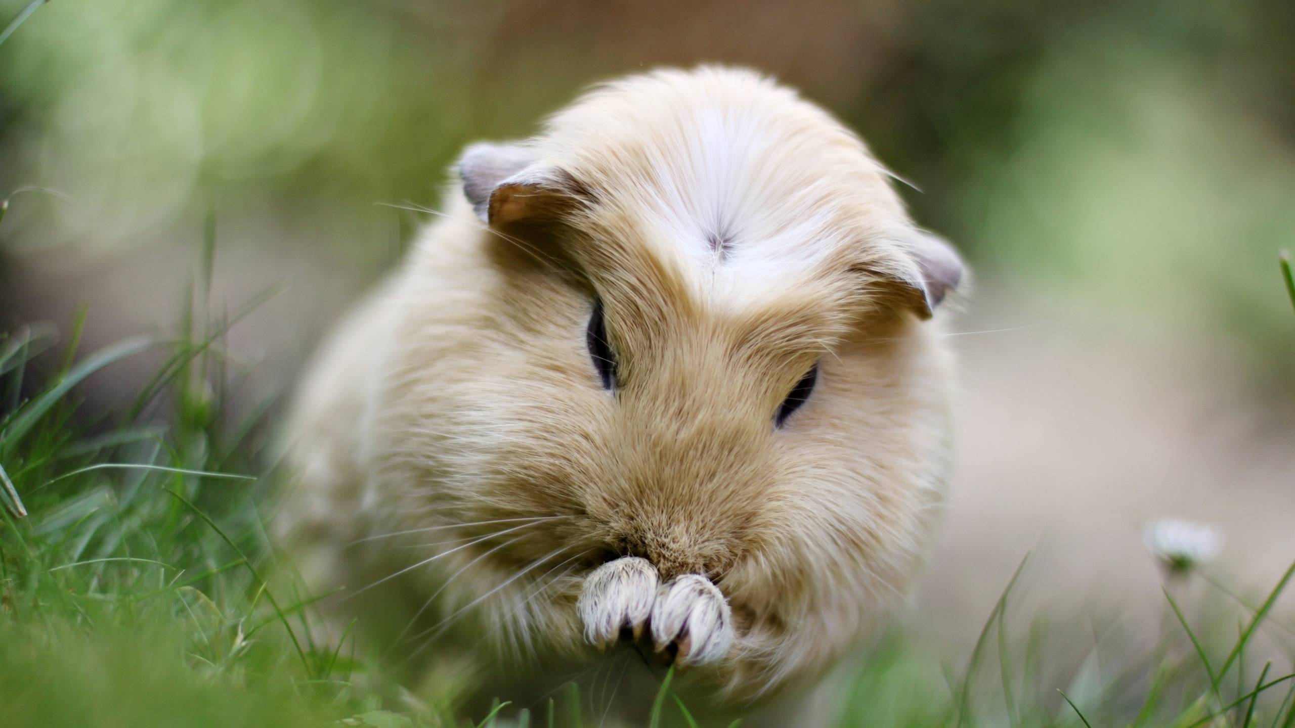 Wallpapers guinea pig muzzle paws on the desktop
