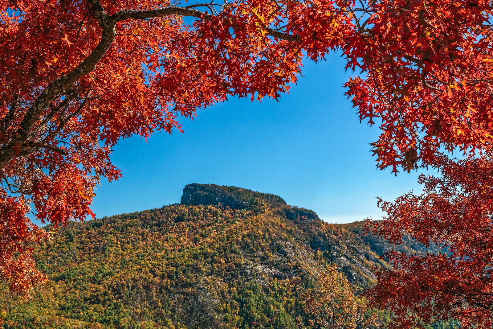 Wallpapers autumn mountains red leaves on the desktop