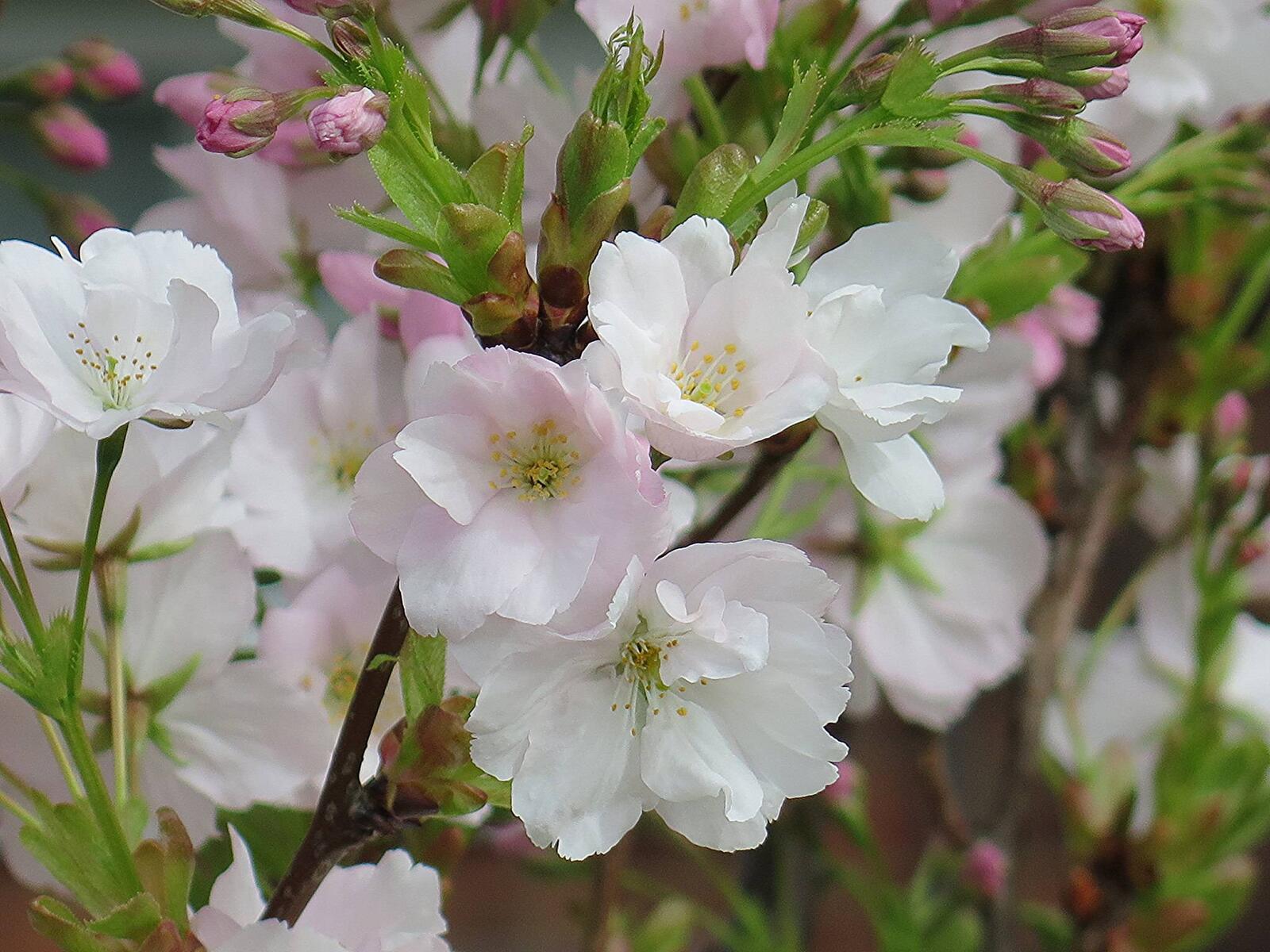 Обои сакура белые цветы маленькие цветы на рабочий стол
