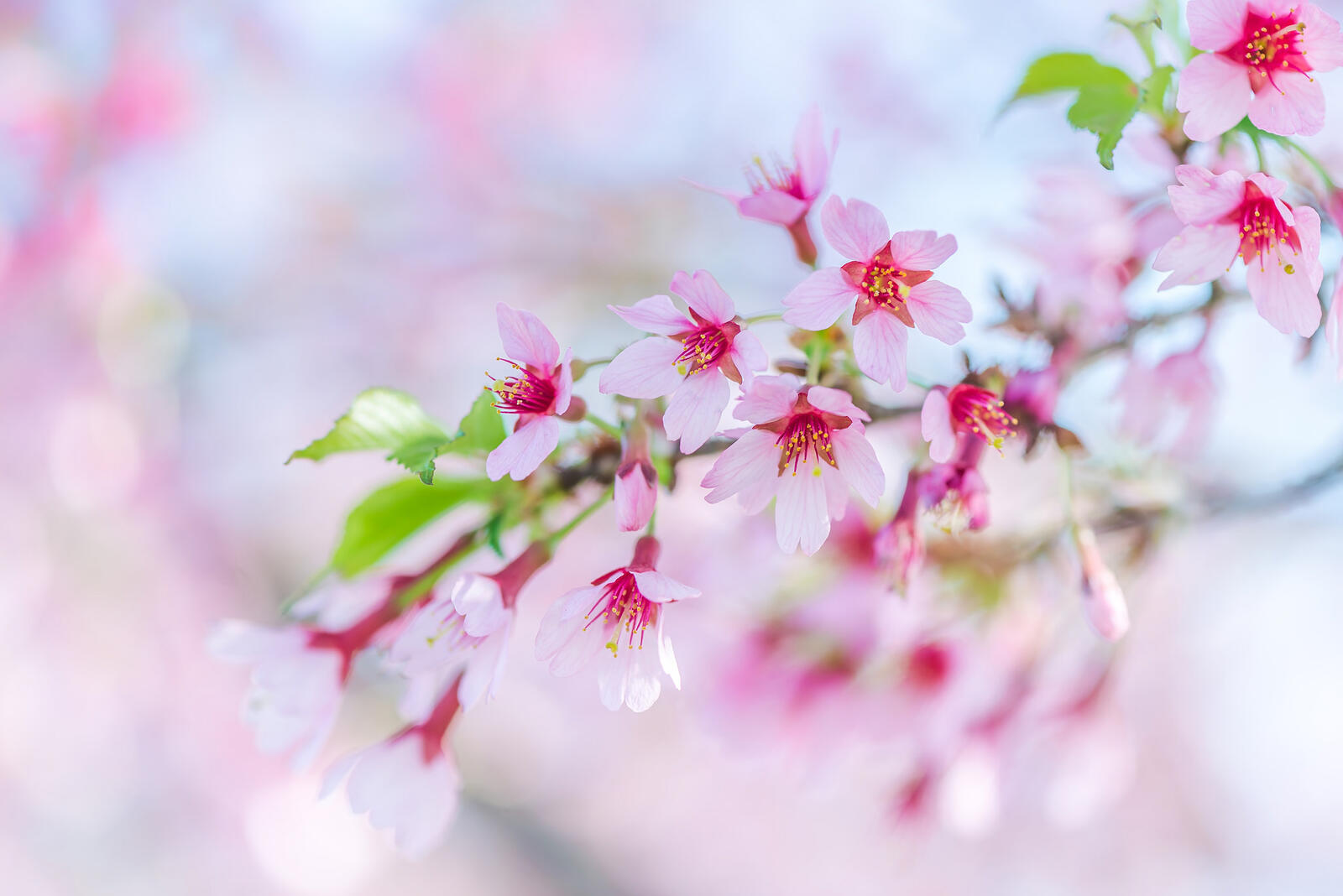 Wallpapers branch sakura bloom on the desktop