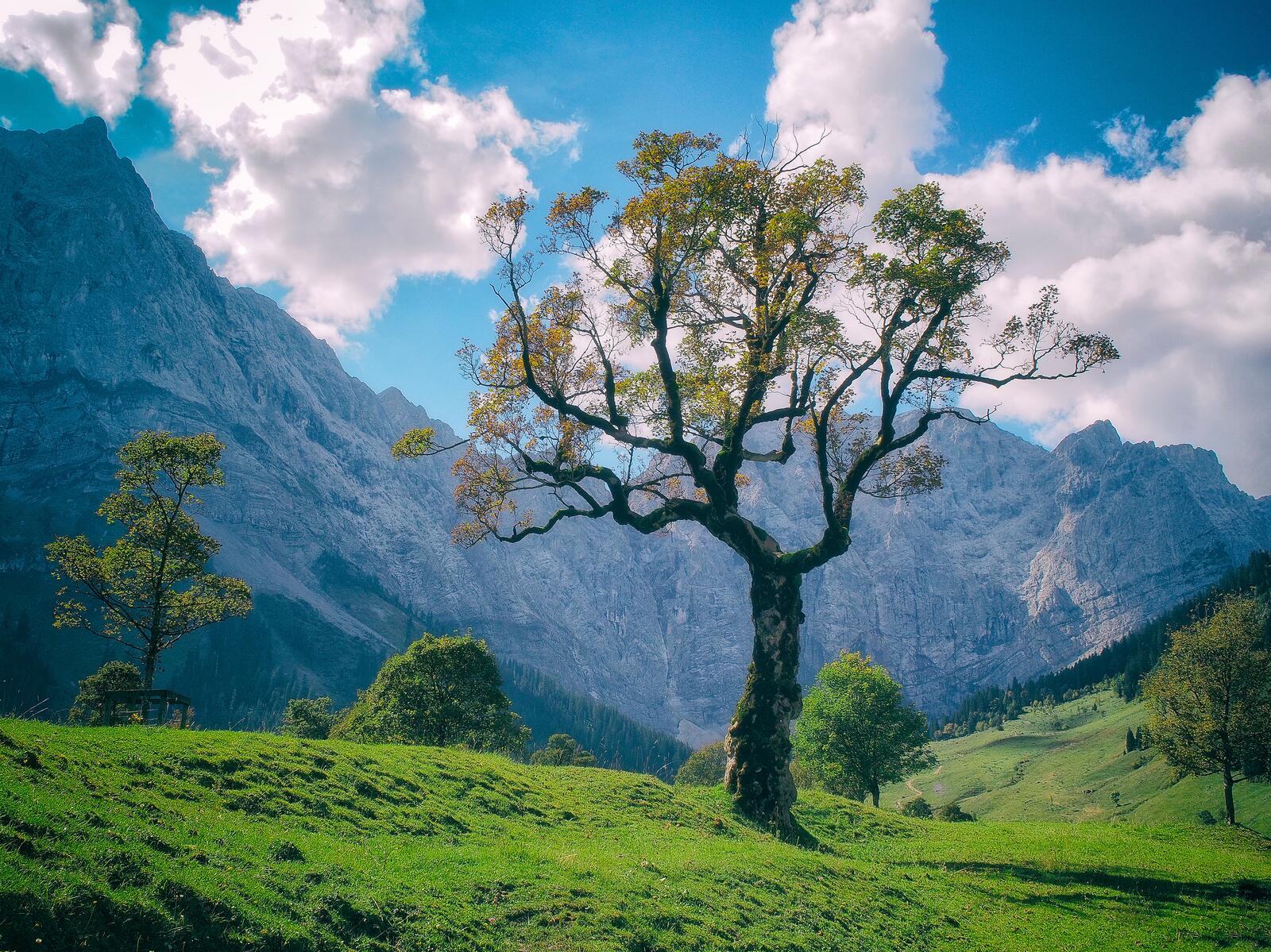 Wallpapers lone tree mountains landscape on the desktop