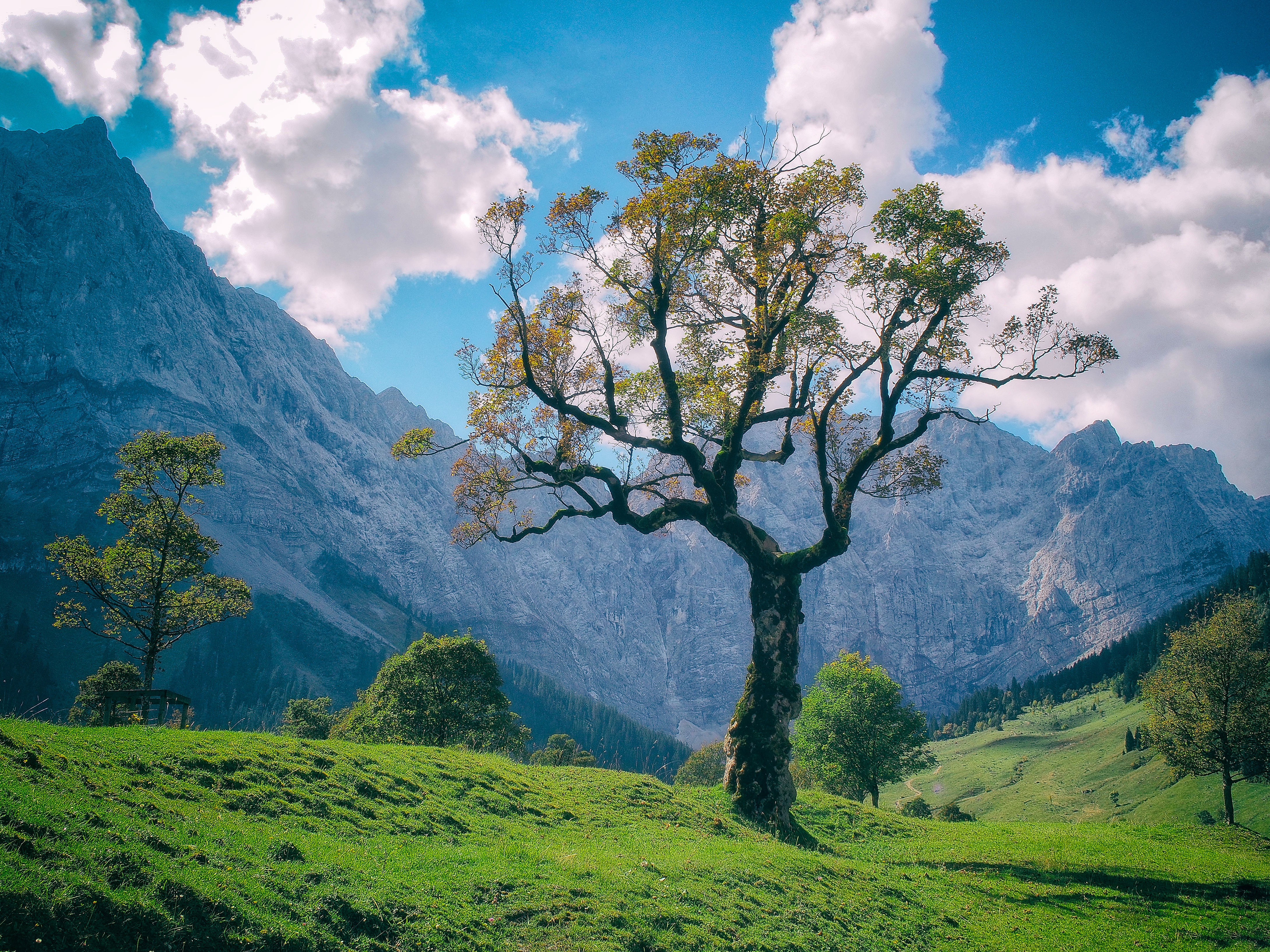 Фото бесплатно одинокое дерево, горы, пейзаж