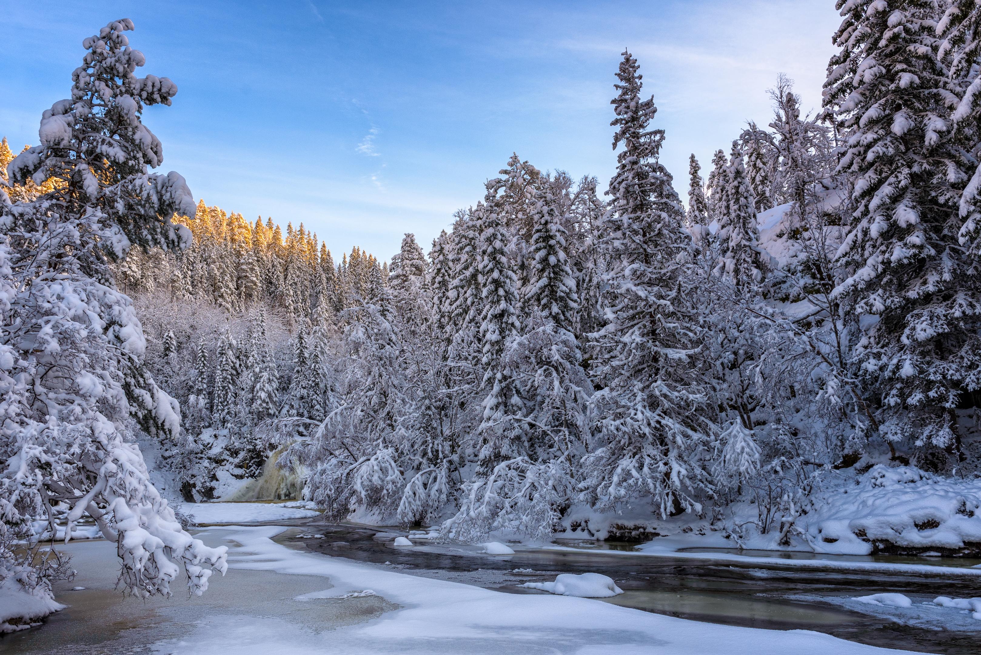 Free photo Unfrozen river among Christmas trees in winter