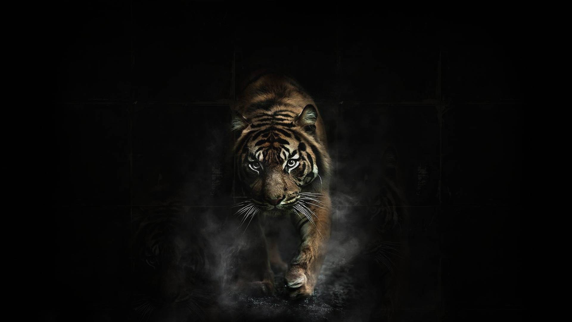 Wallpapers tiger on a black background gait cats on the desktop