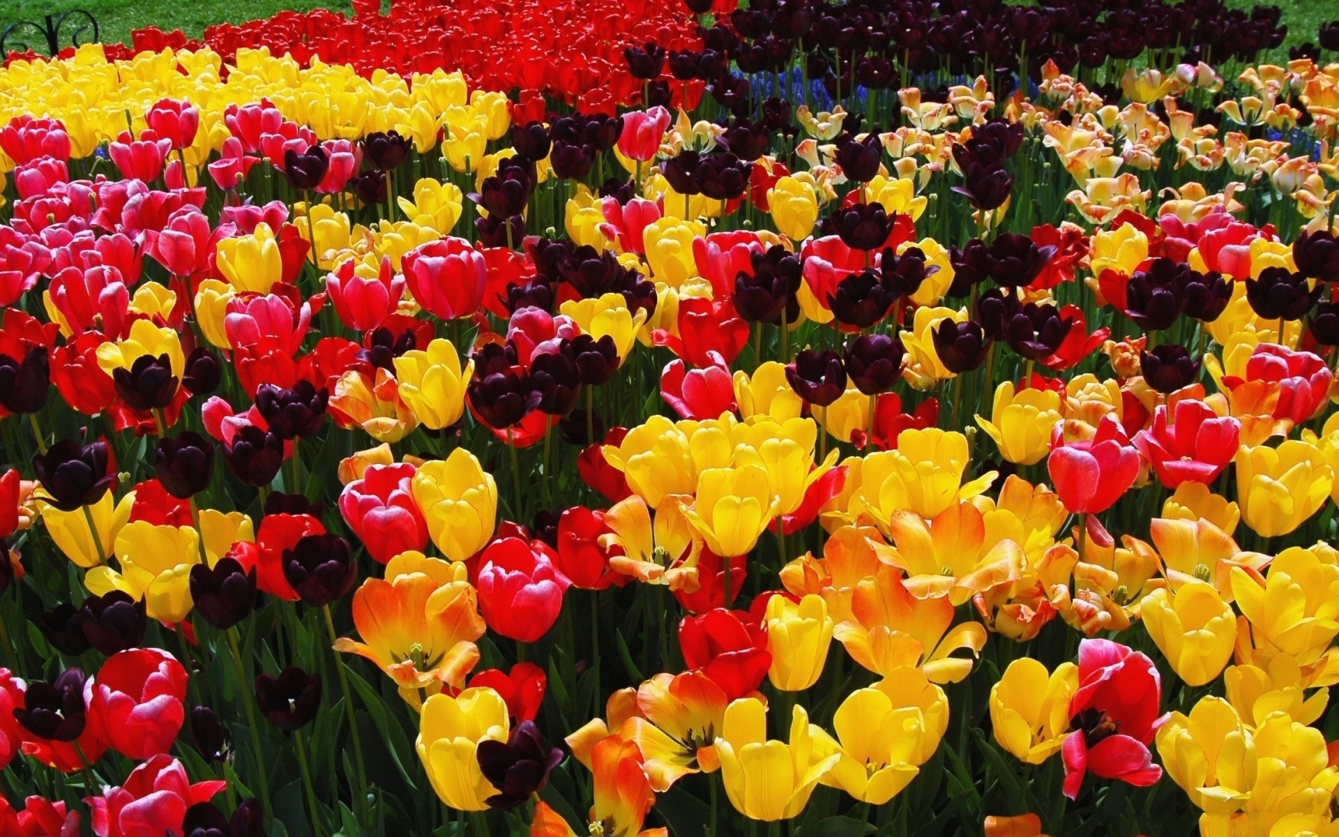 Wallpapers flowerbed colorful tulips on the desktop