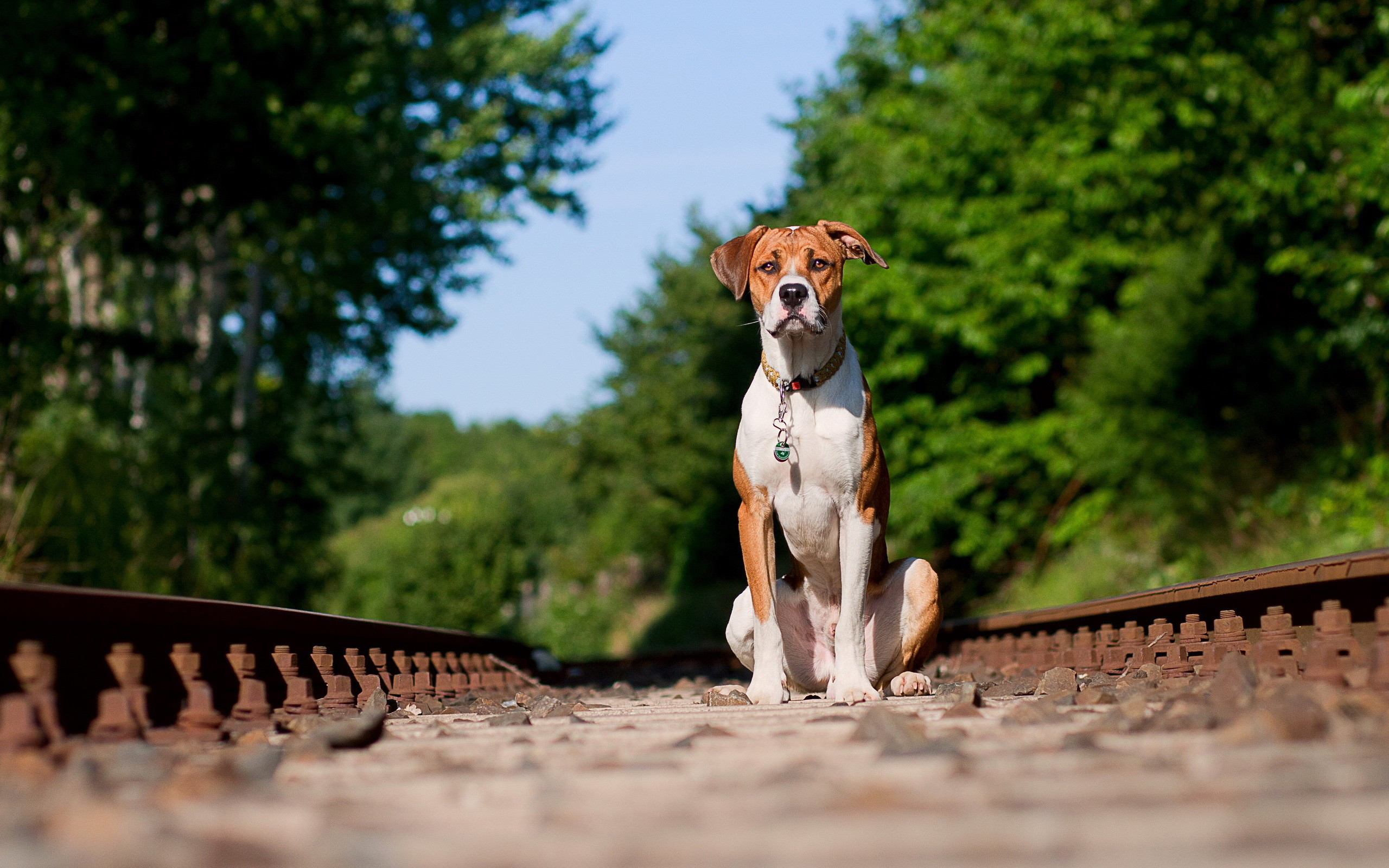 собаки железная дорога рельсы без смс