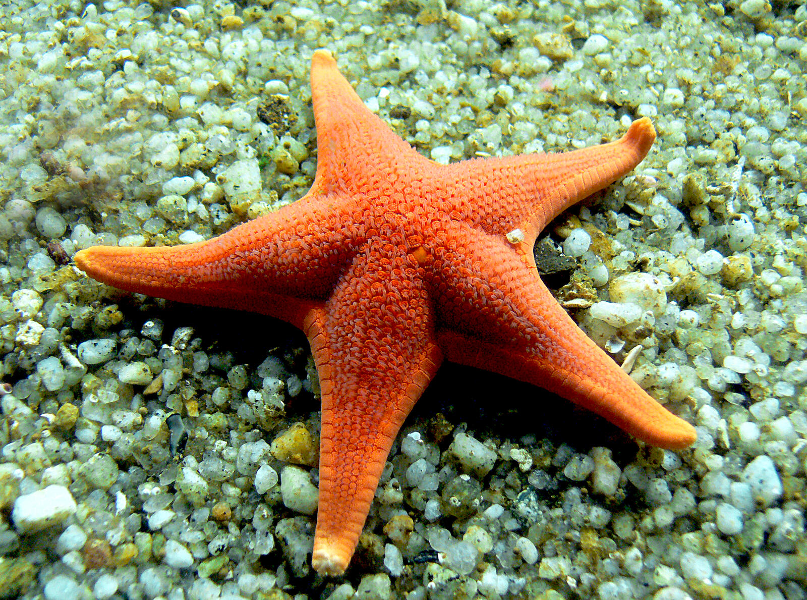 Wallpapers sea seabed starfish on the desktop