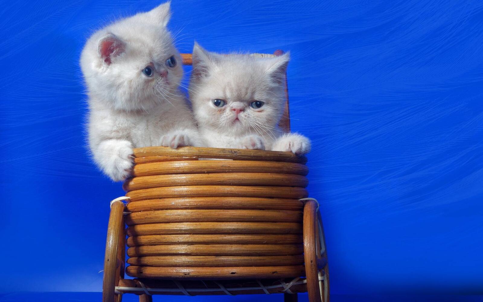 Wallpapers kittens persians muzzles on the desktop