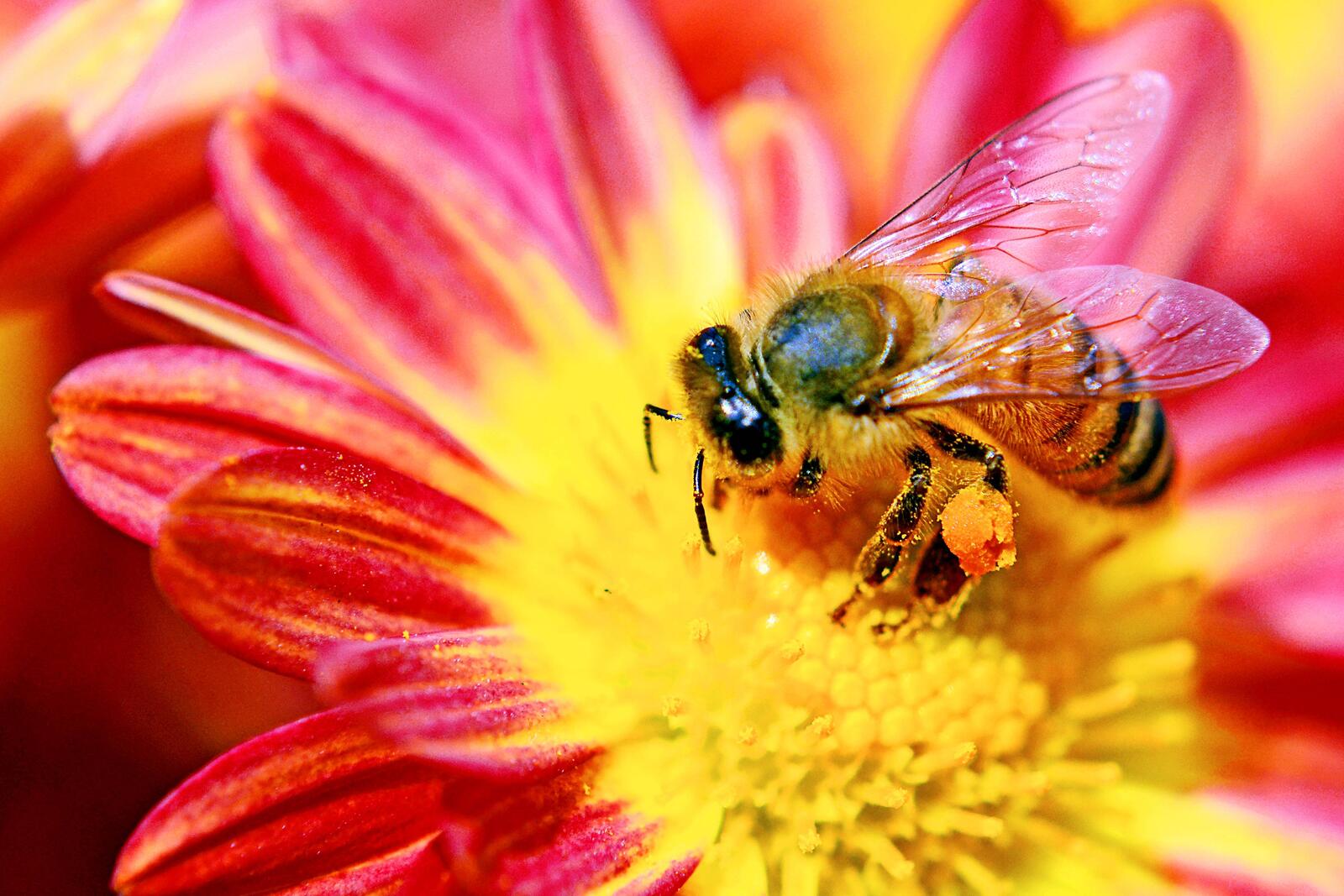 Wallpapers bee flower macro on the desktop