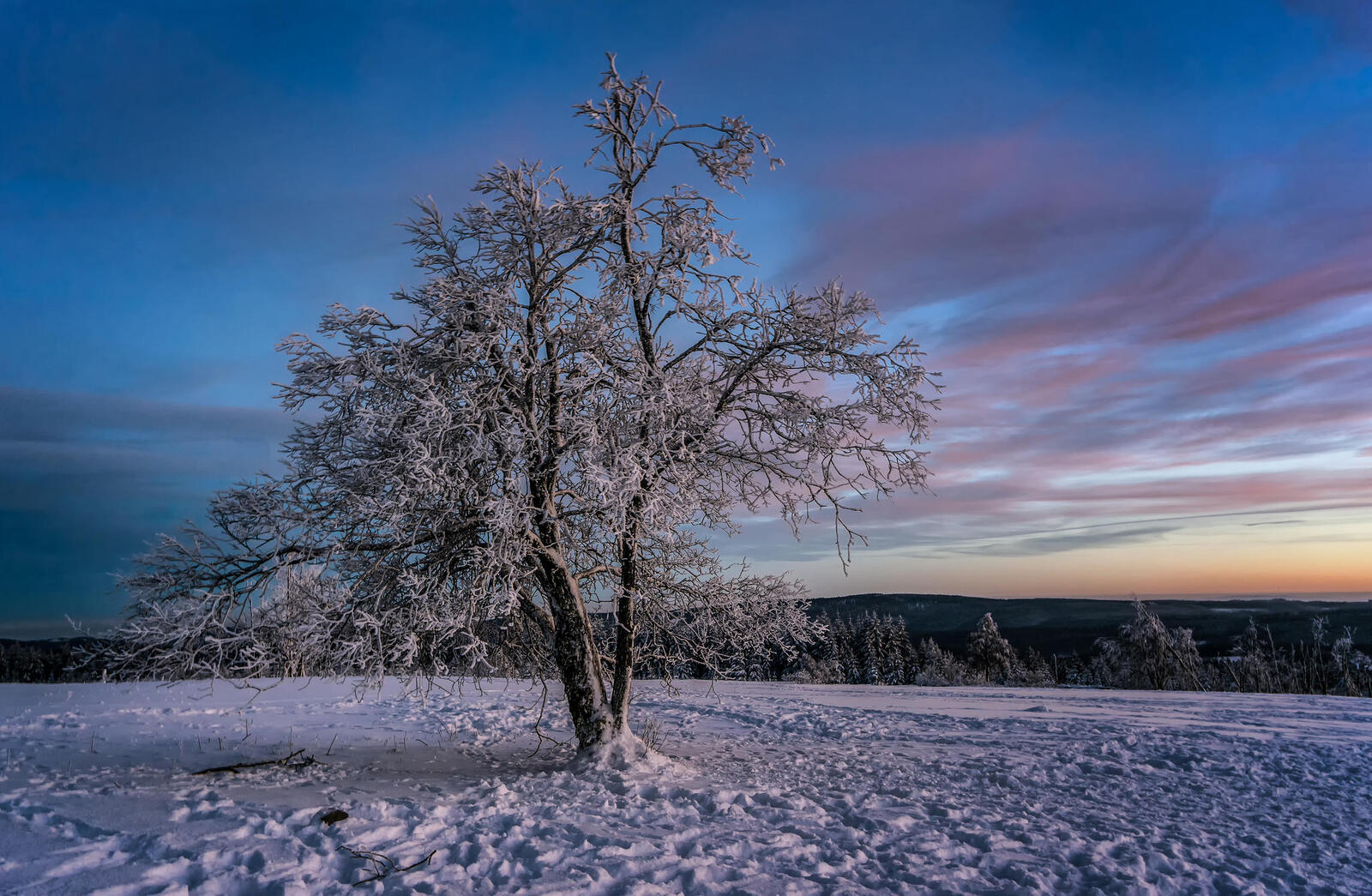 Обои зима дерево пейзаж на рабочий стол