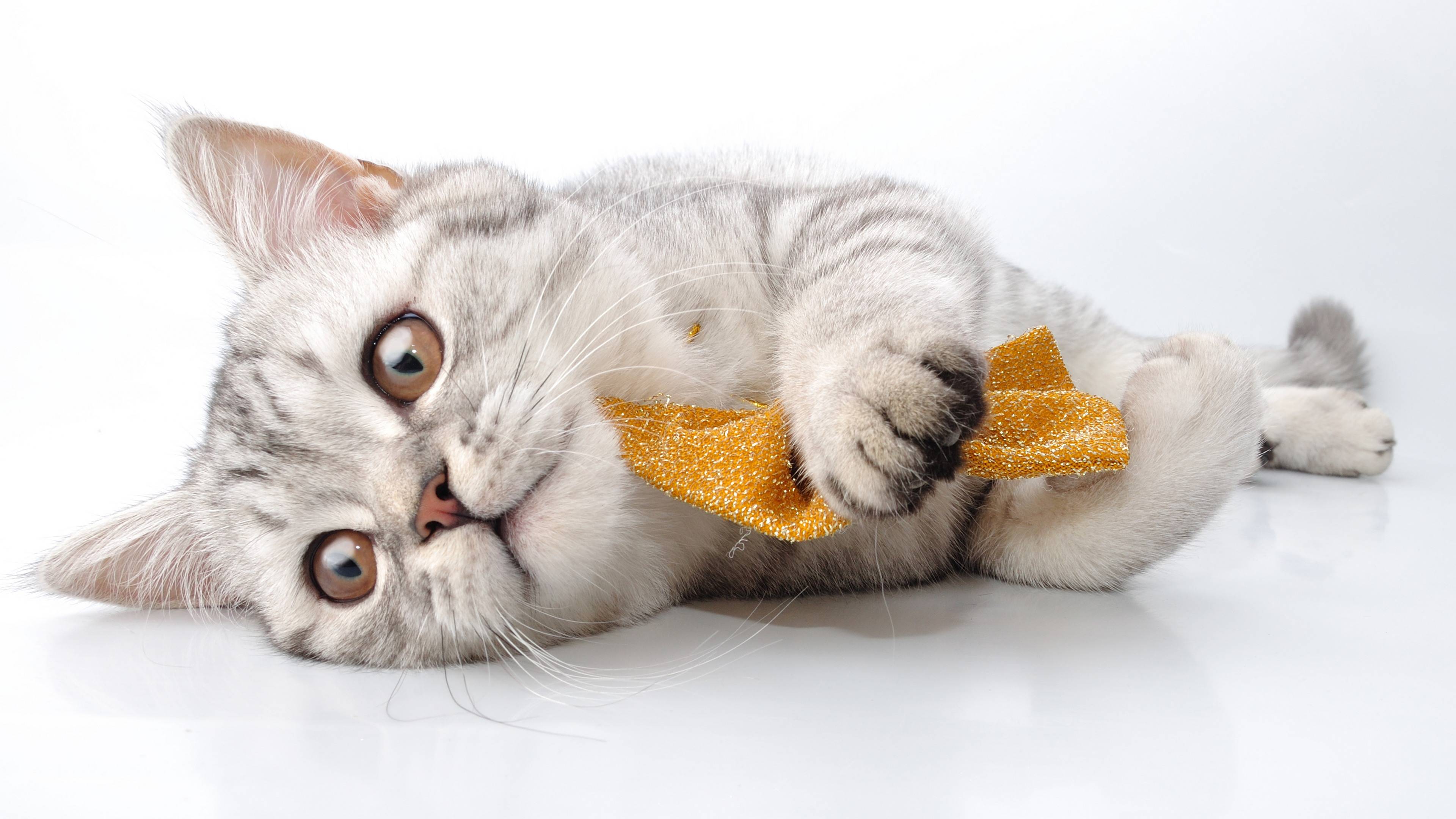 Фото бесплатно котенок и салфетка, отдых, игра
